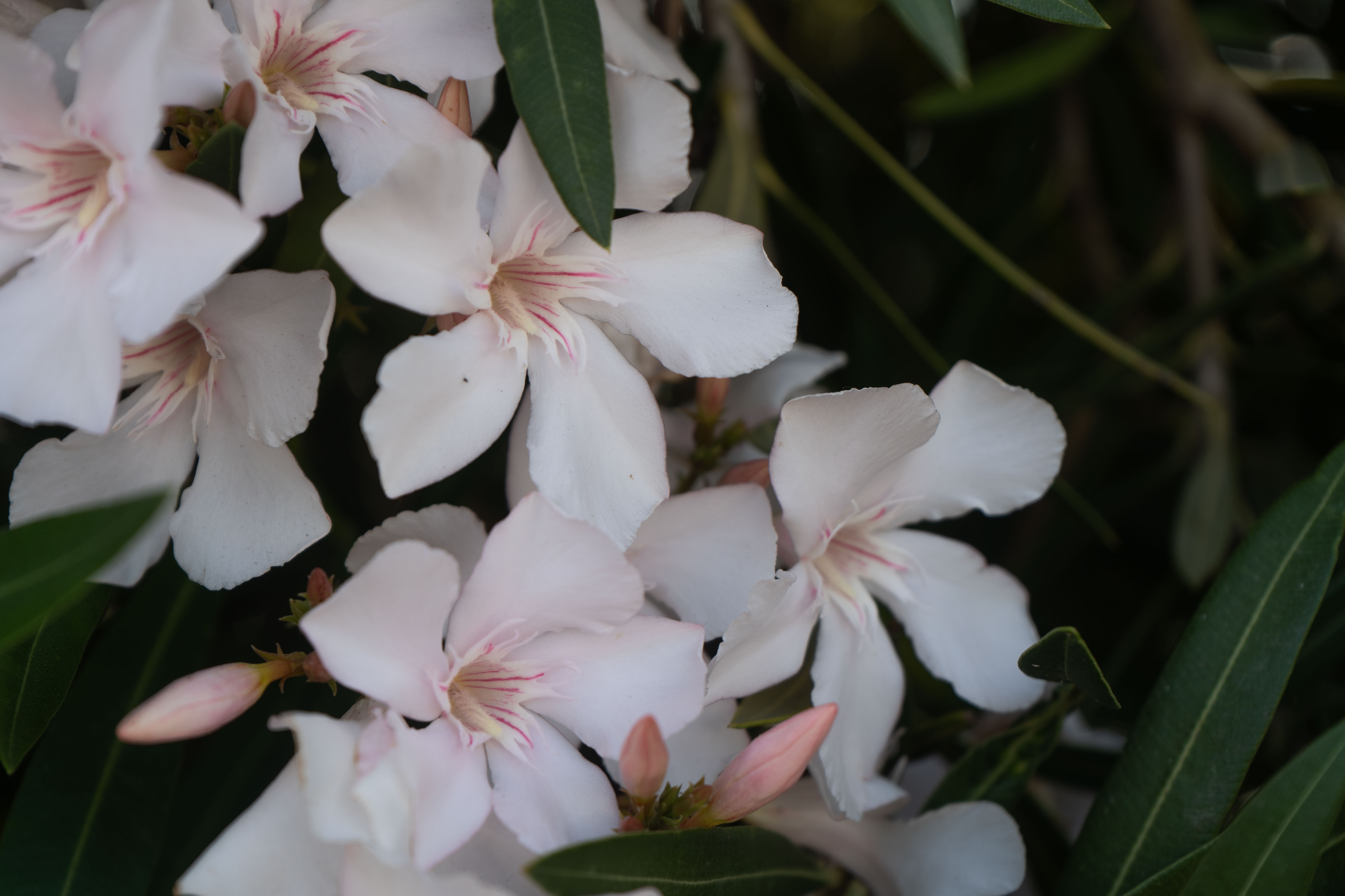 Laurier Rose Blanc en Macro