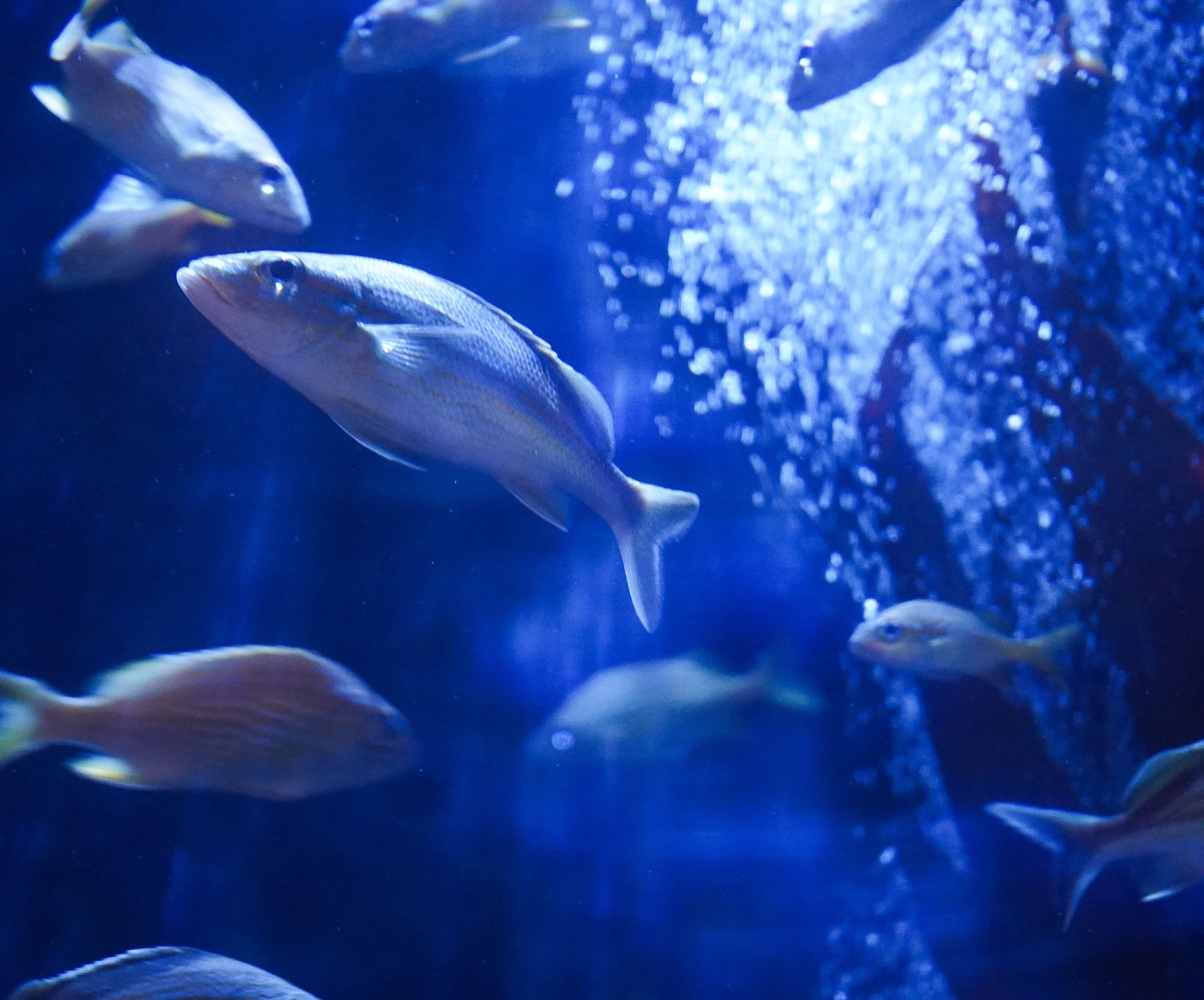 Danse aquatique