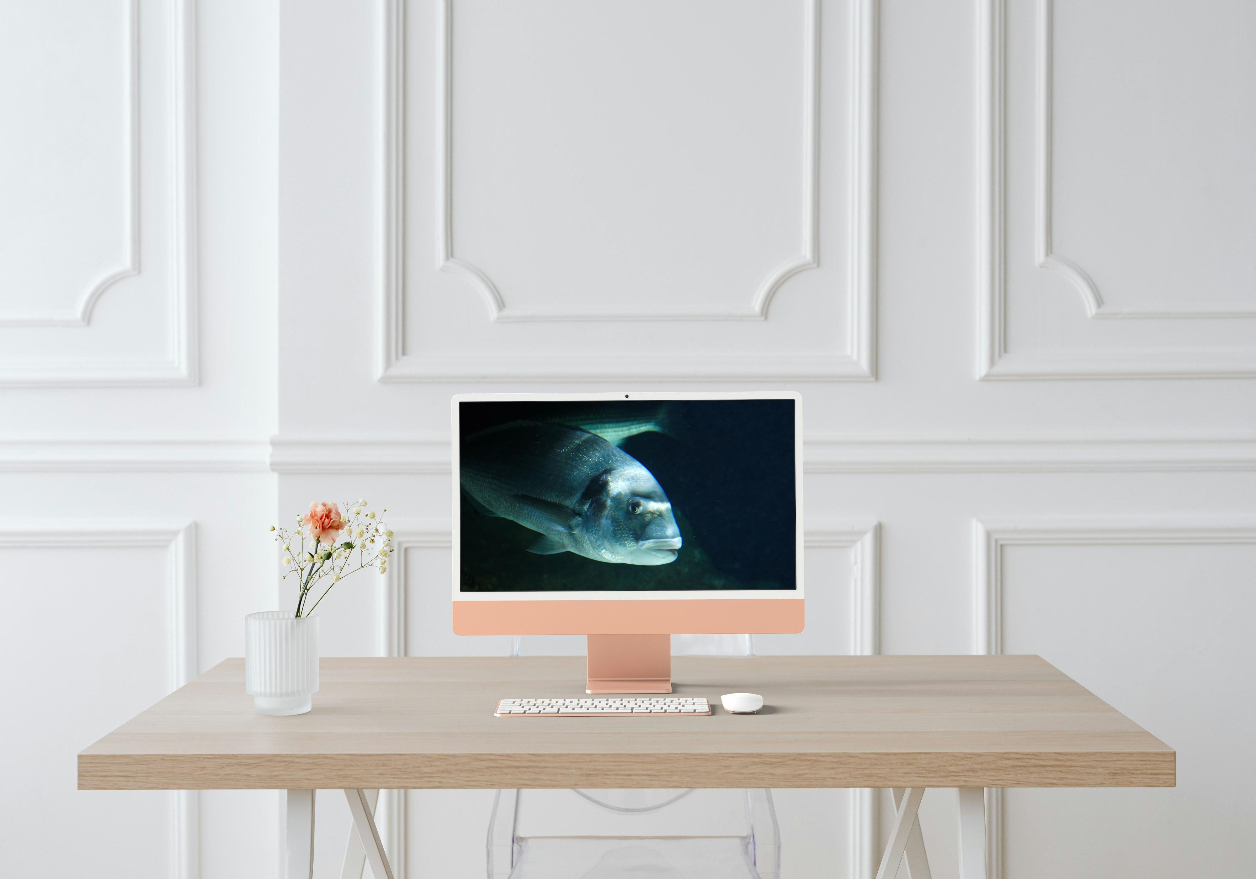 Daurade en mouvement – Photographie marine prise au Seaquarium du Grau-du-Roi