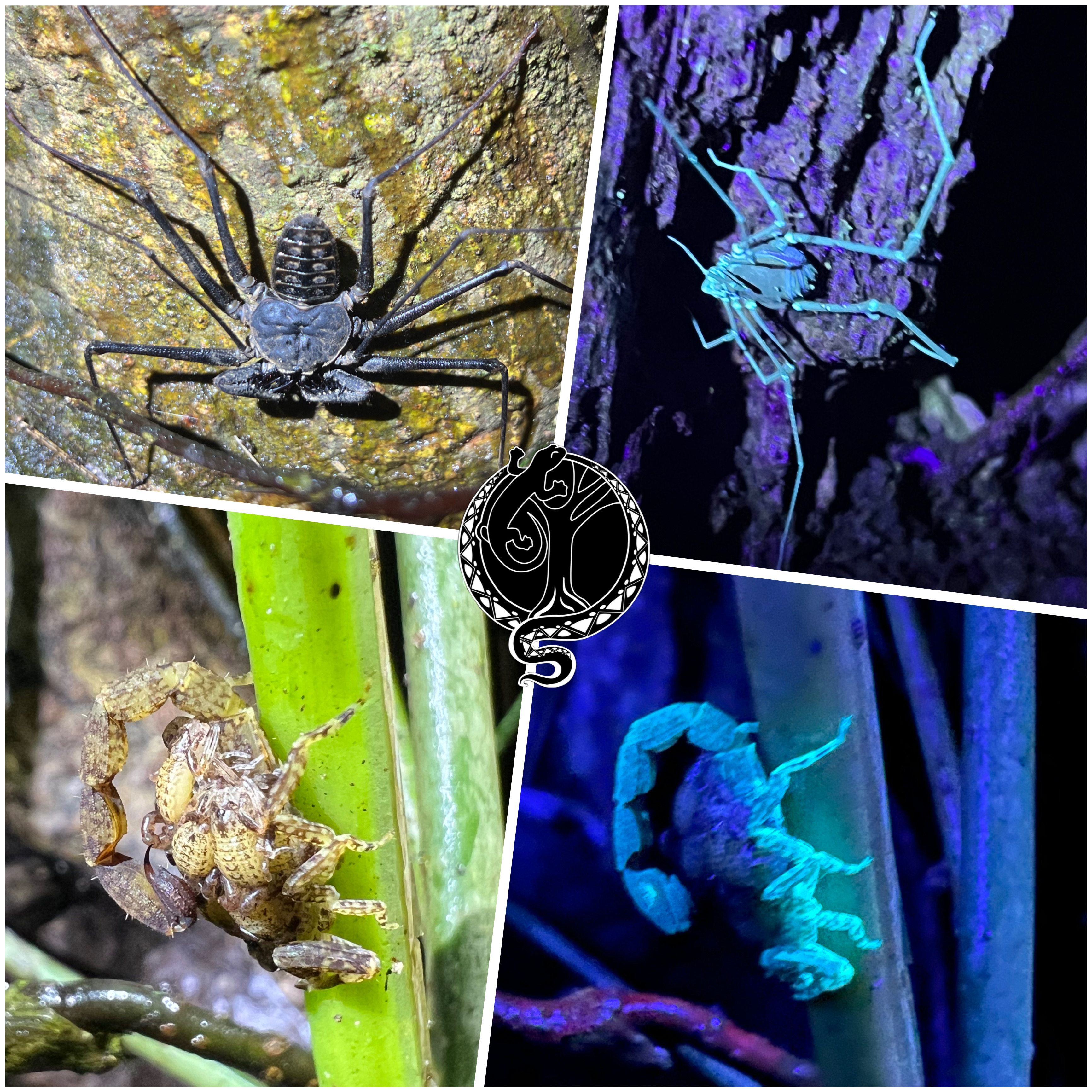 Finca Salamandra Night Tour
