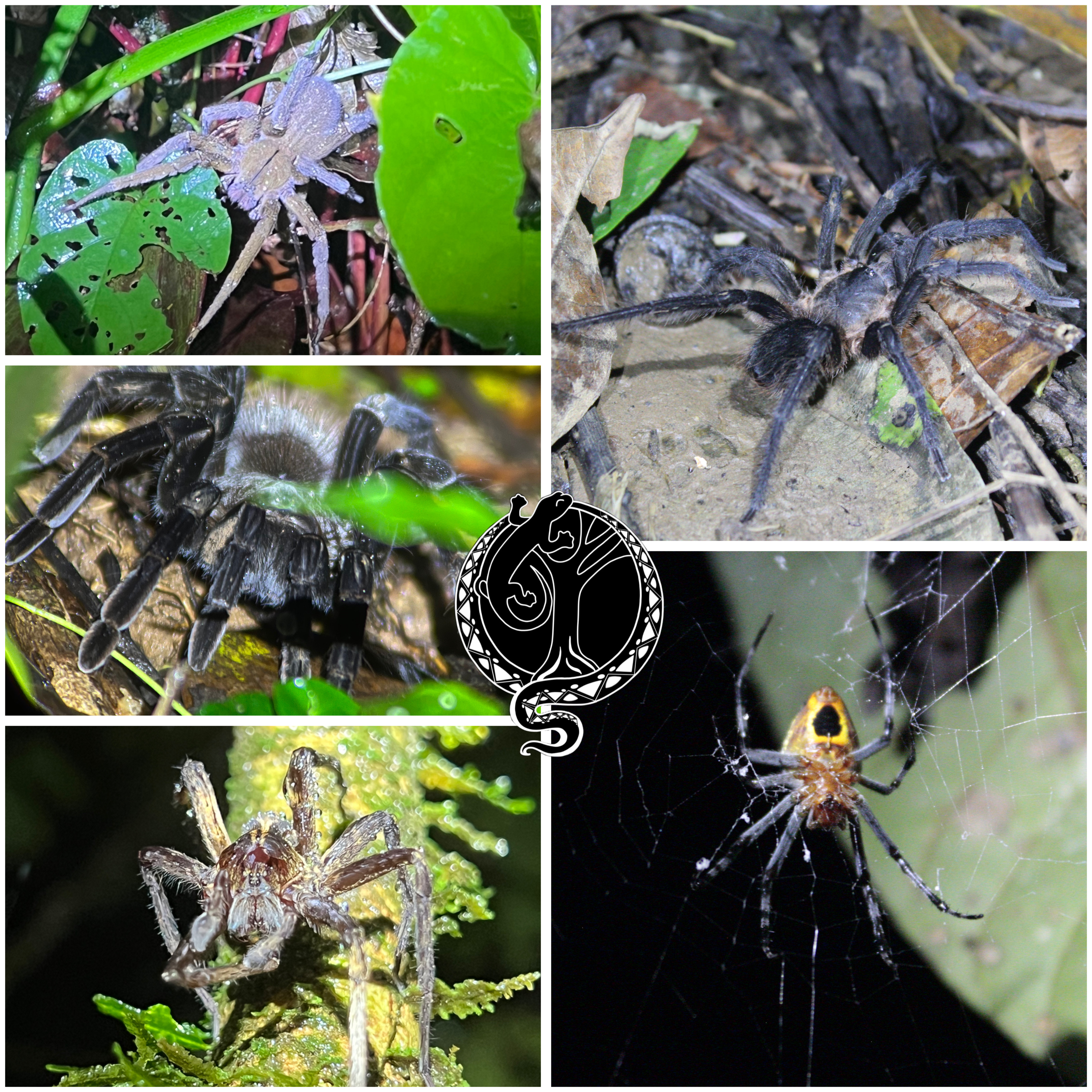 Finca Salamandra Night Tour
