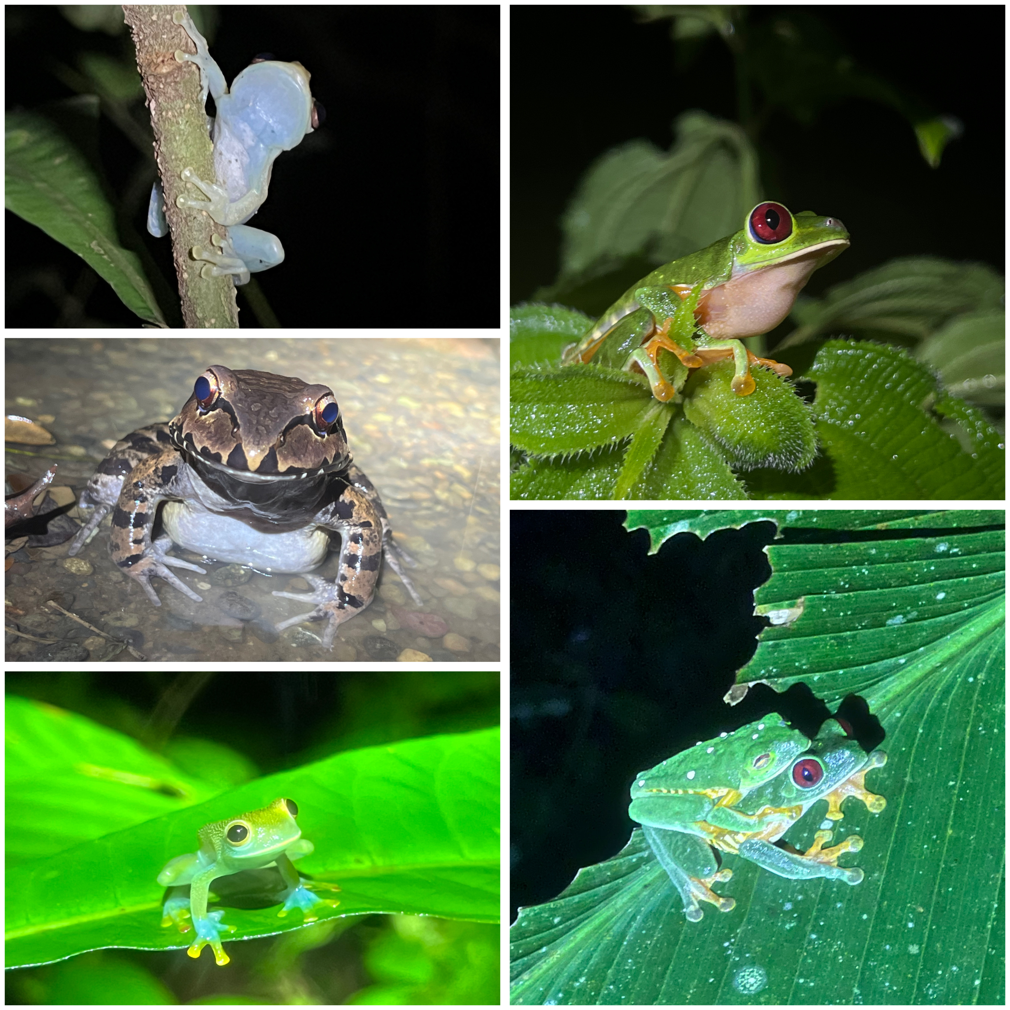 Finca Salamandra Night Tour