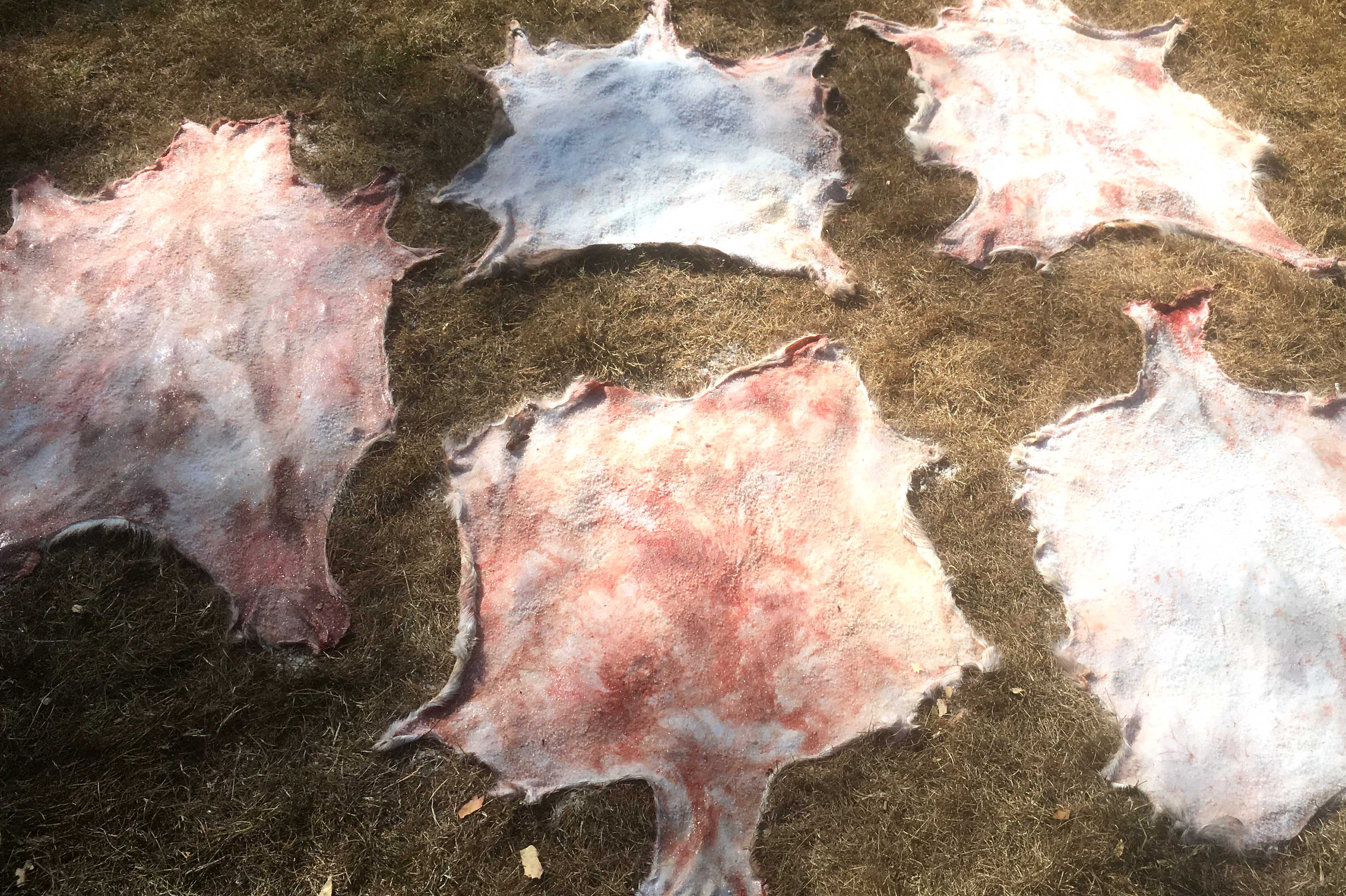 Salted Fallow Deer Hides
