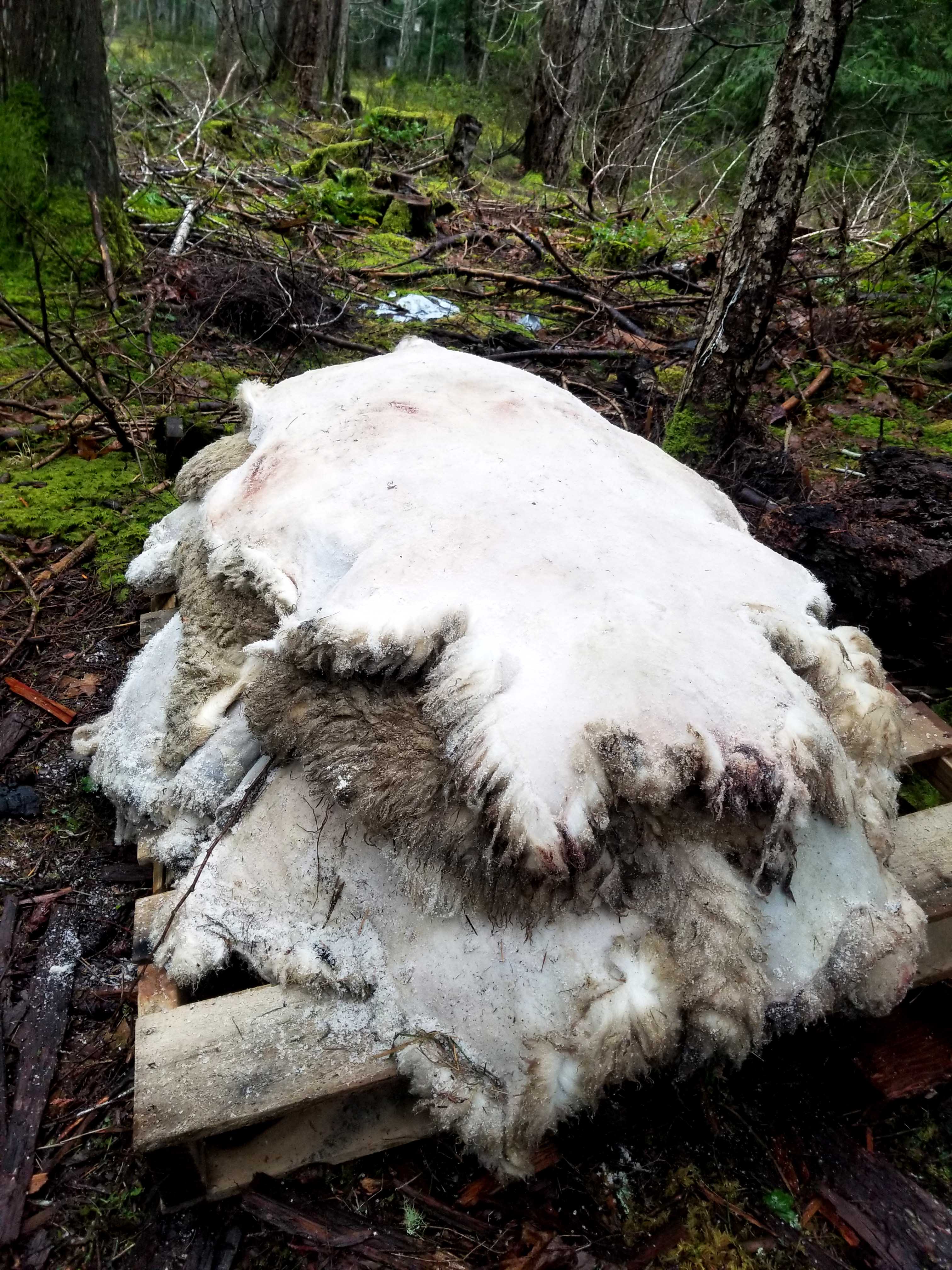 Salted Sheep Hides