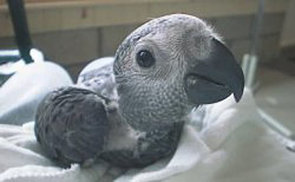 African Grey Parrot
