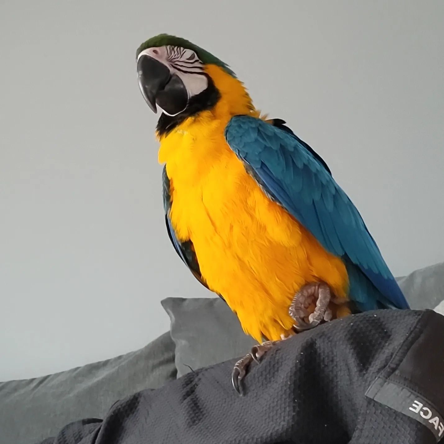 Blue-and-yellow Macaw