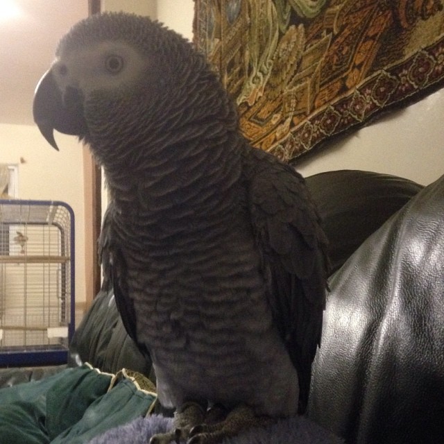 African Grey Parrot