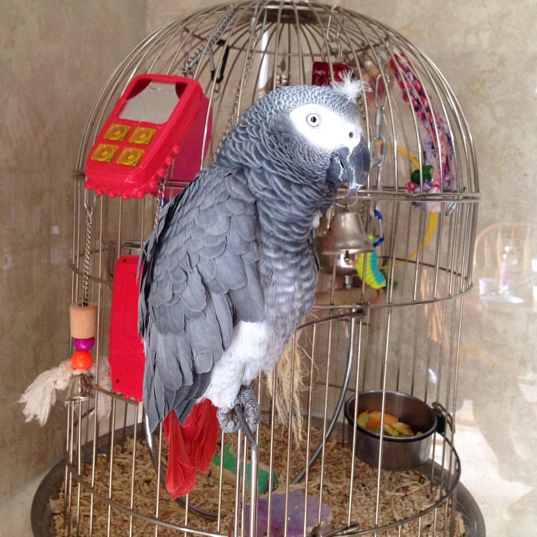 African Grey Parrot with Cage