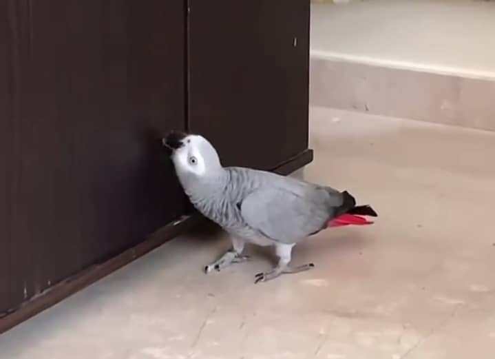African Grey Parrot