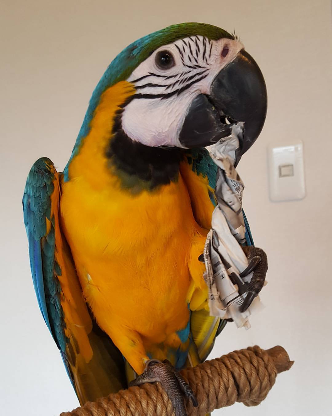 Blue-and-Yellow Macaw