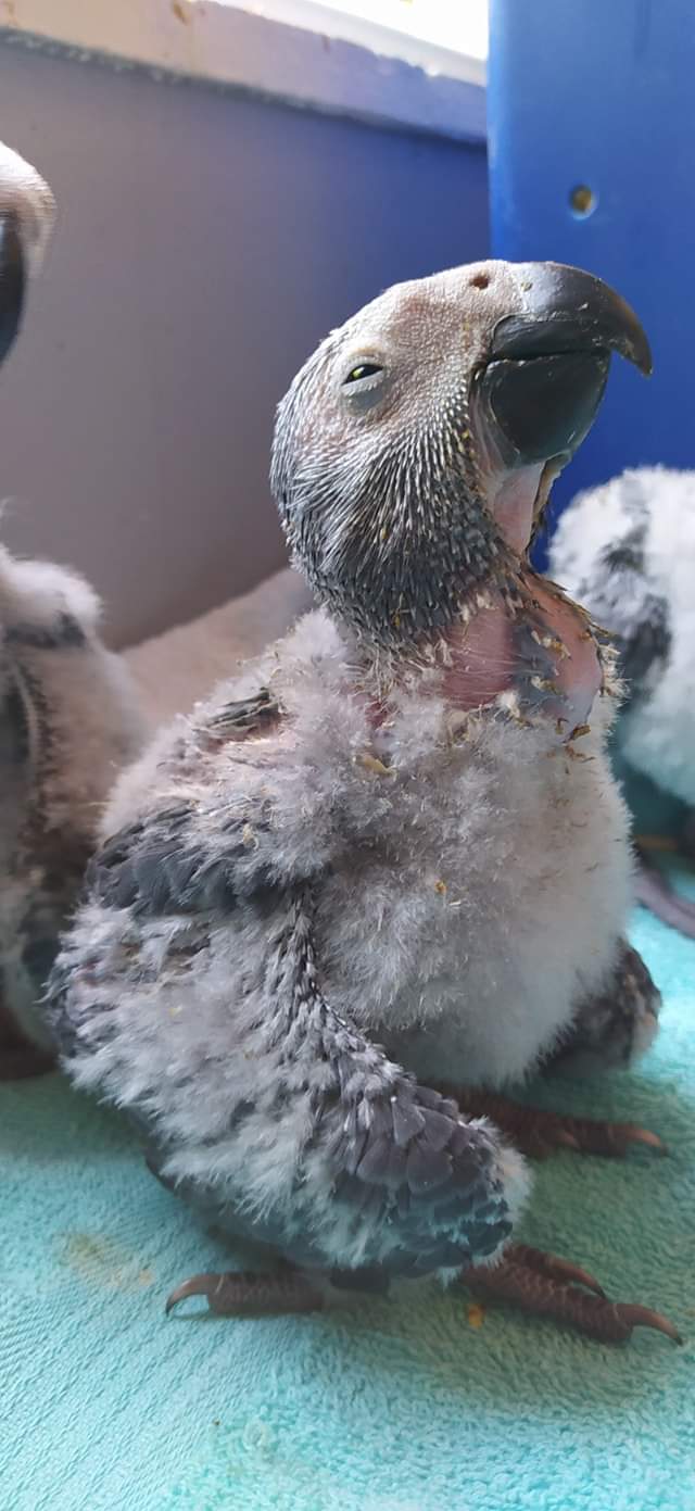 Baby African Grey Parrot