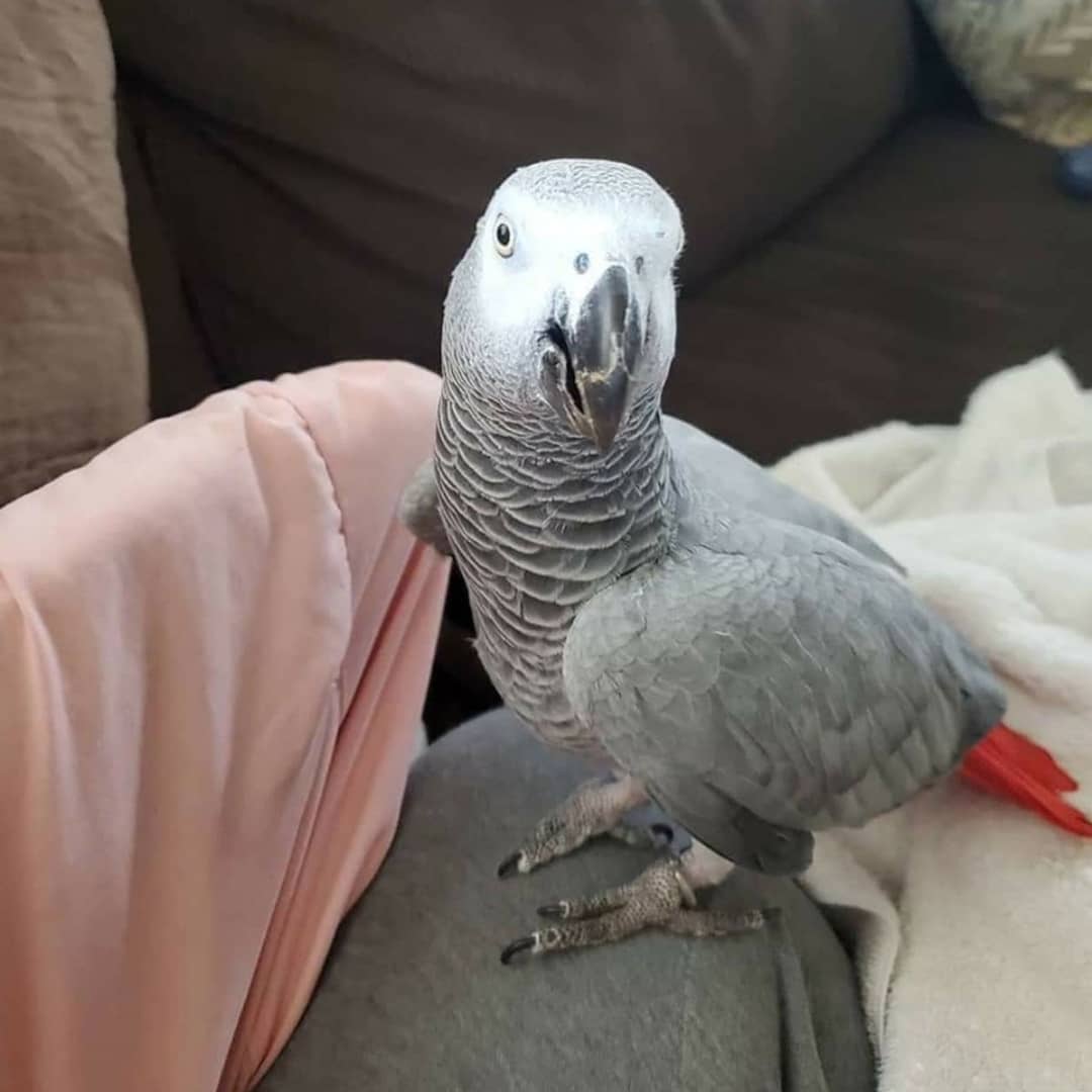 African Grey Parrot