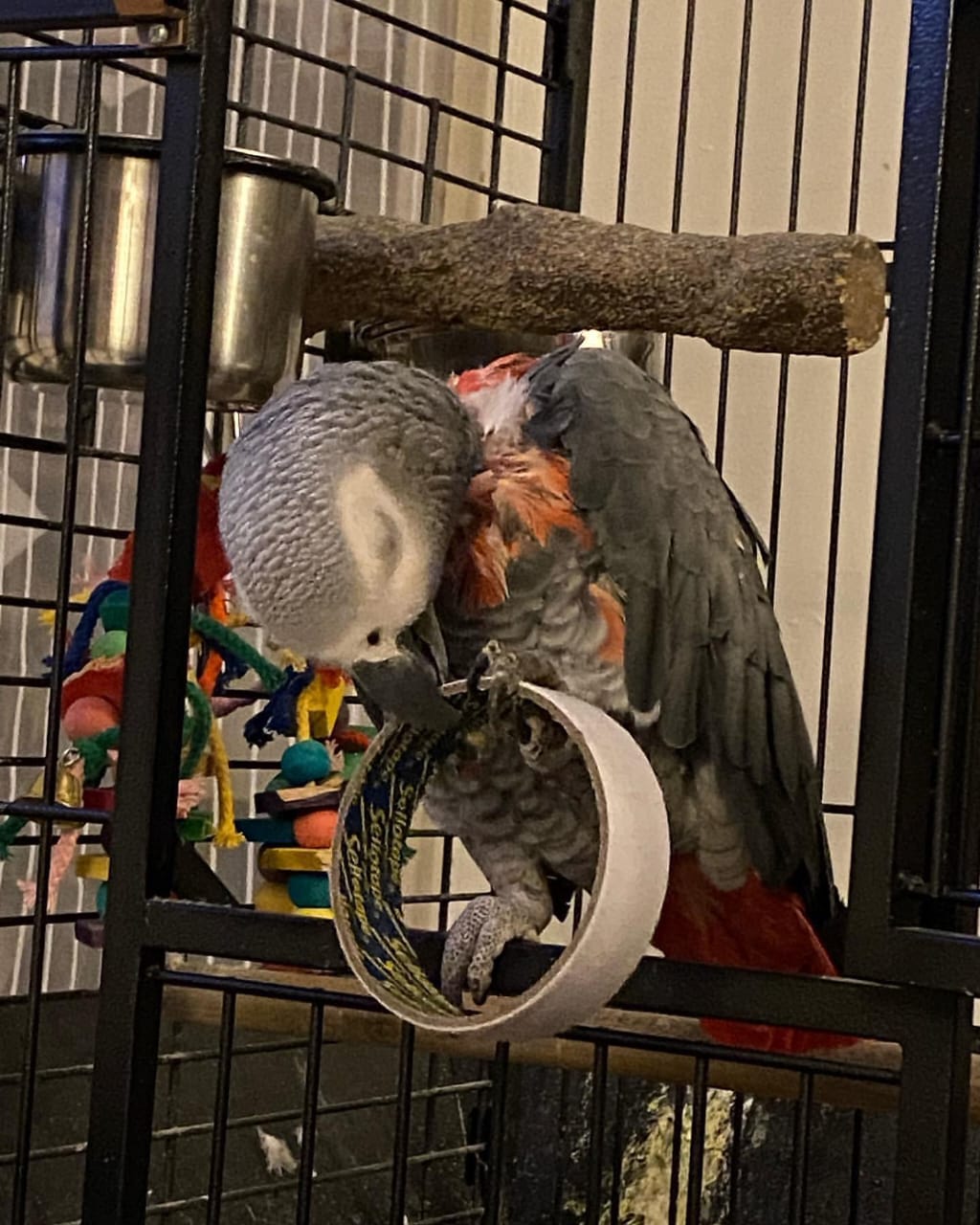 Parrot Cage with Accessories