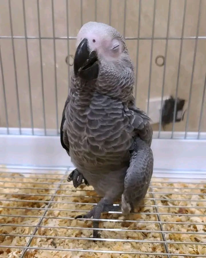 African Grey Parrot
