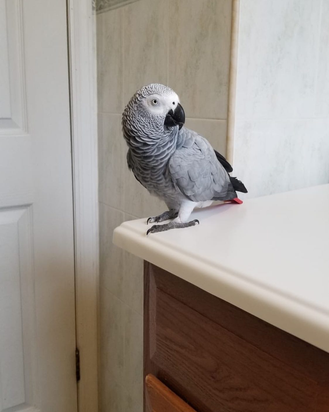 African Grey Parrot