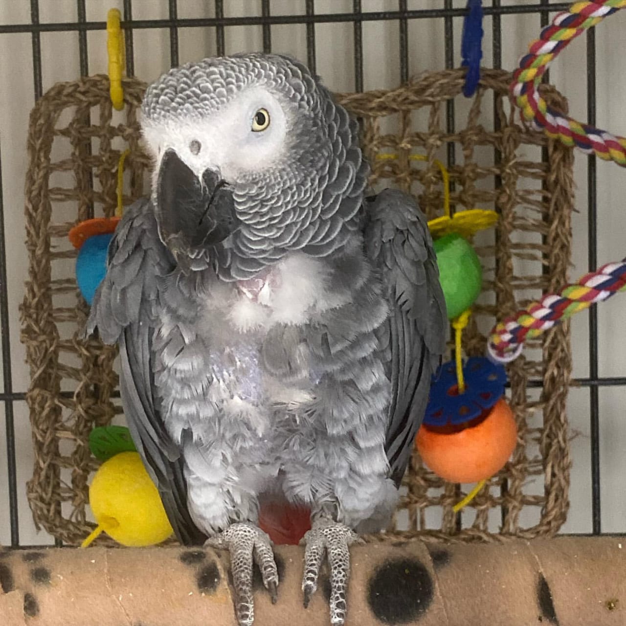 African Grey Parrot