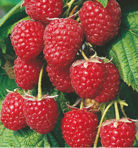 🍓 Pack Framboisiers Remontants – 5 Variétés Gourmandes 🍓