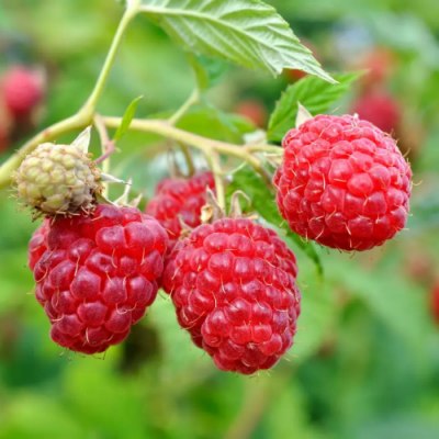 🍓 Pack Framboisiers Remontants – 5 Variétés Gourmandes 🍓