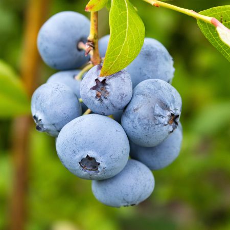 🍇 Pack Fruits Rouges – 3 Myrtilliers (Duke, Goldtraube, Bluecrop) 🍇