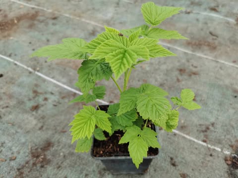 🍓 Pack Framboisiers Remontants – 5 Variétés Gourmandes 🍓