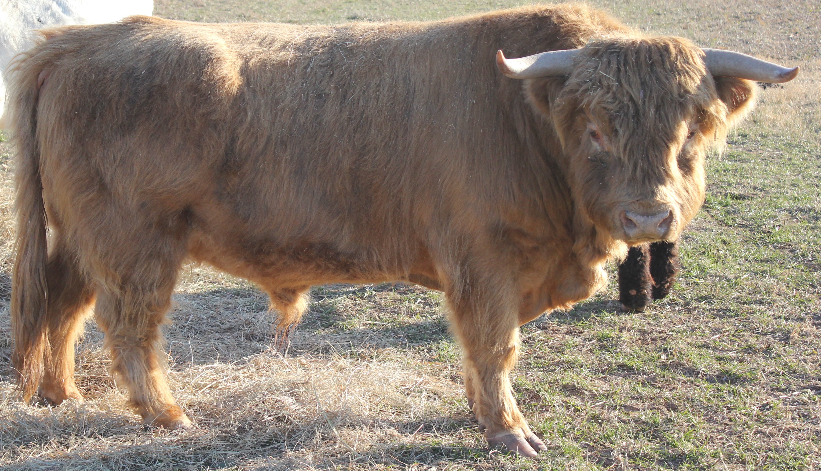 HHCA Registered Highland Straws:  Heifer Plus