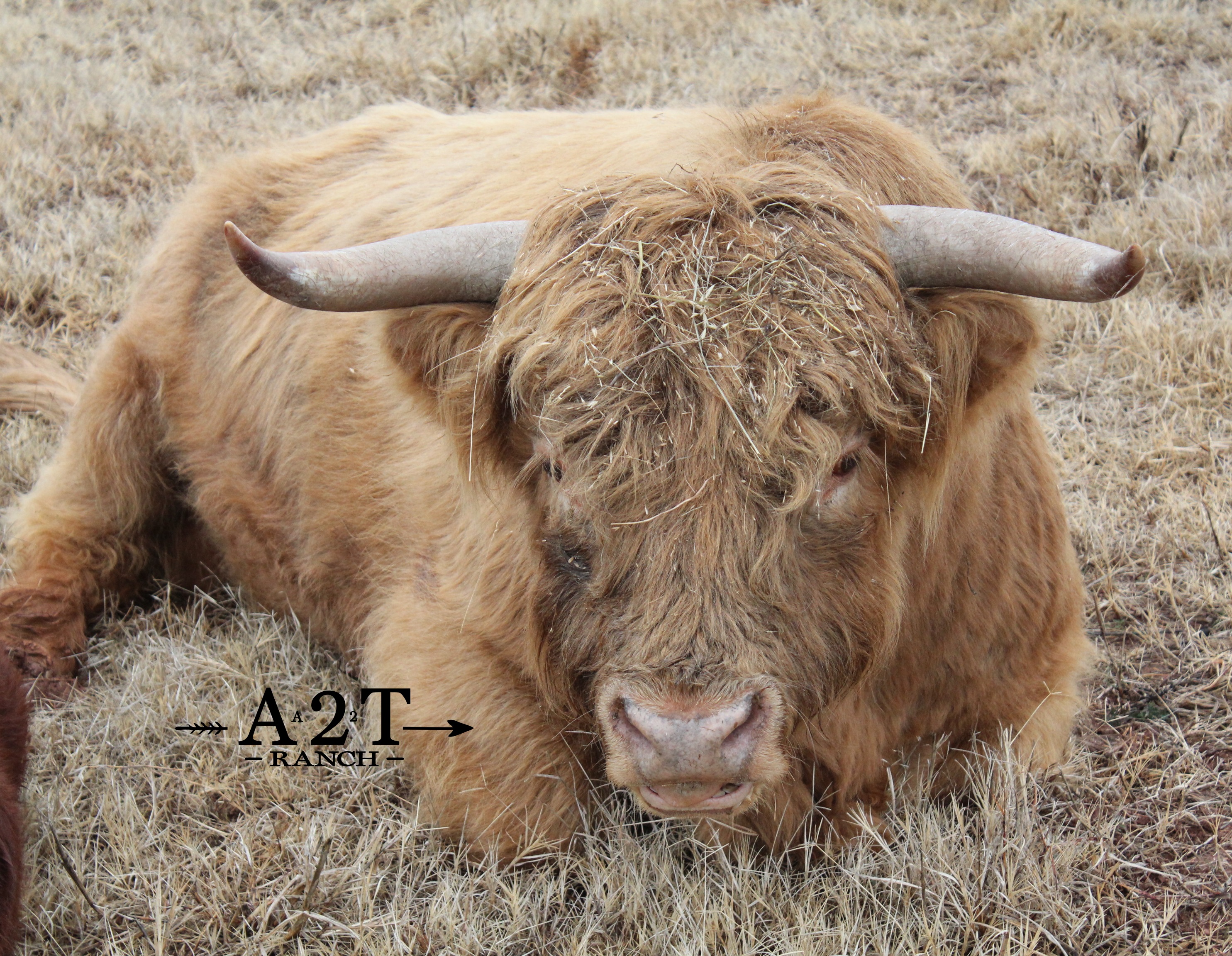 HHCA Registered Highland Straws:  Heifer Plus