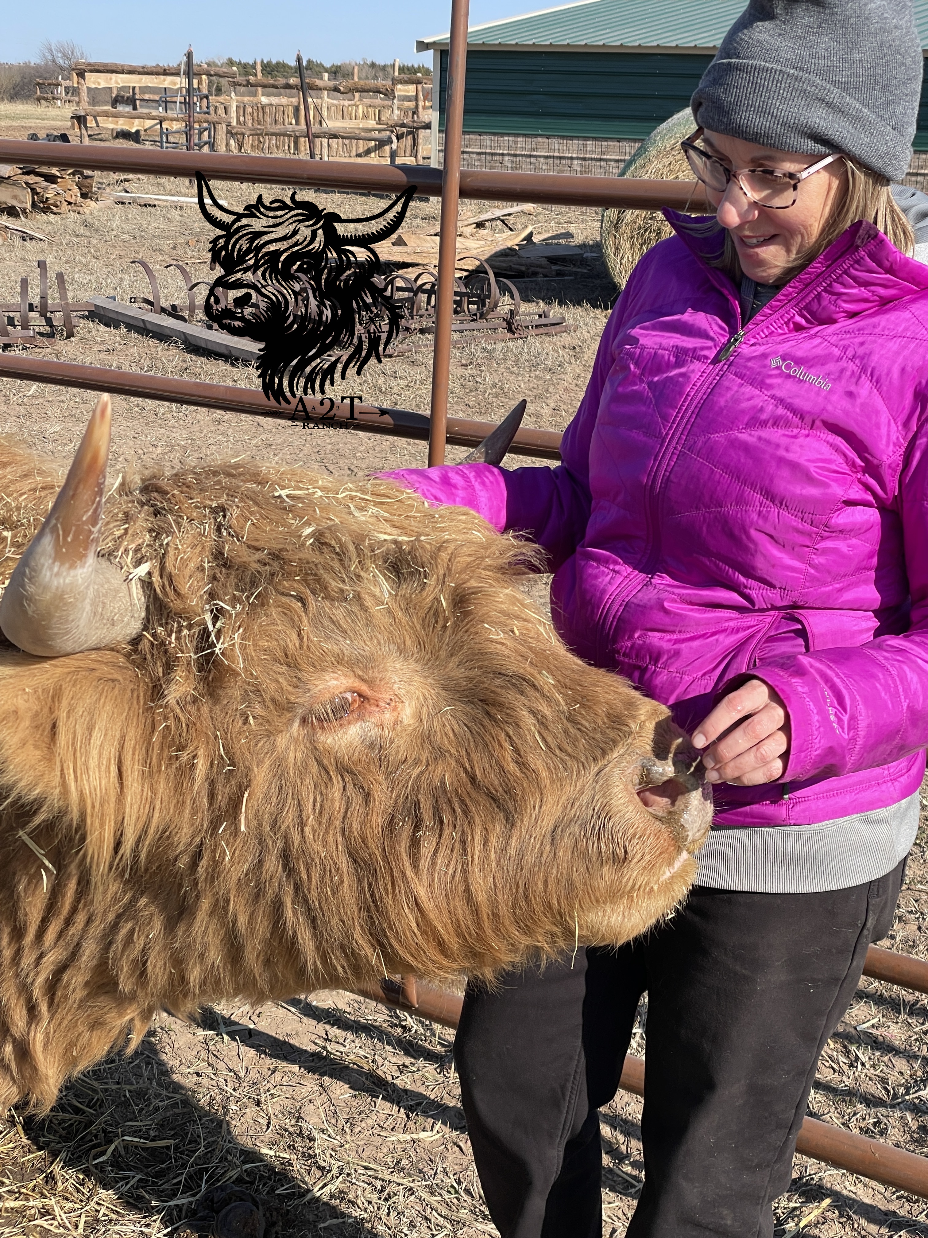 HHCA Registered Highland Straws:  Heifer Plus