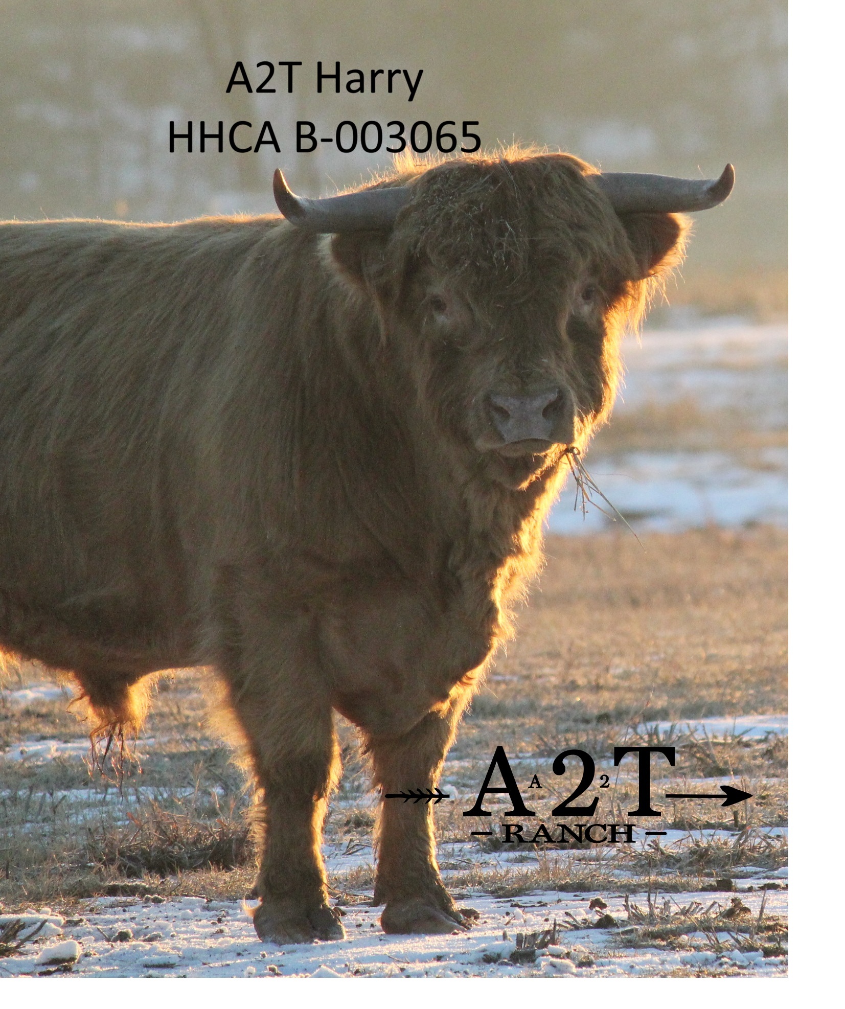 HHCA Registered Highland Straws:  Conventional