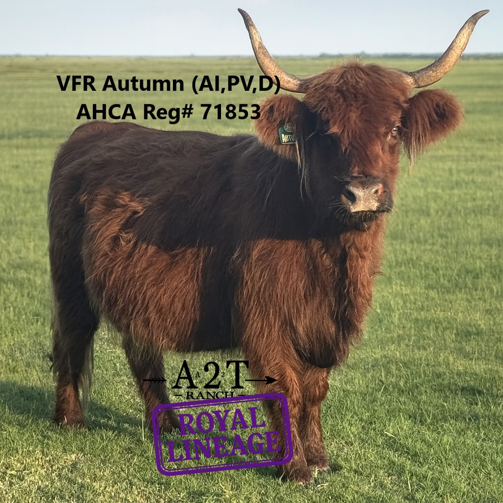 VFR Autumn x STR Armageddon