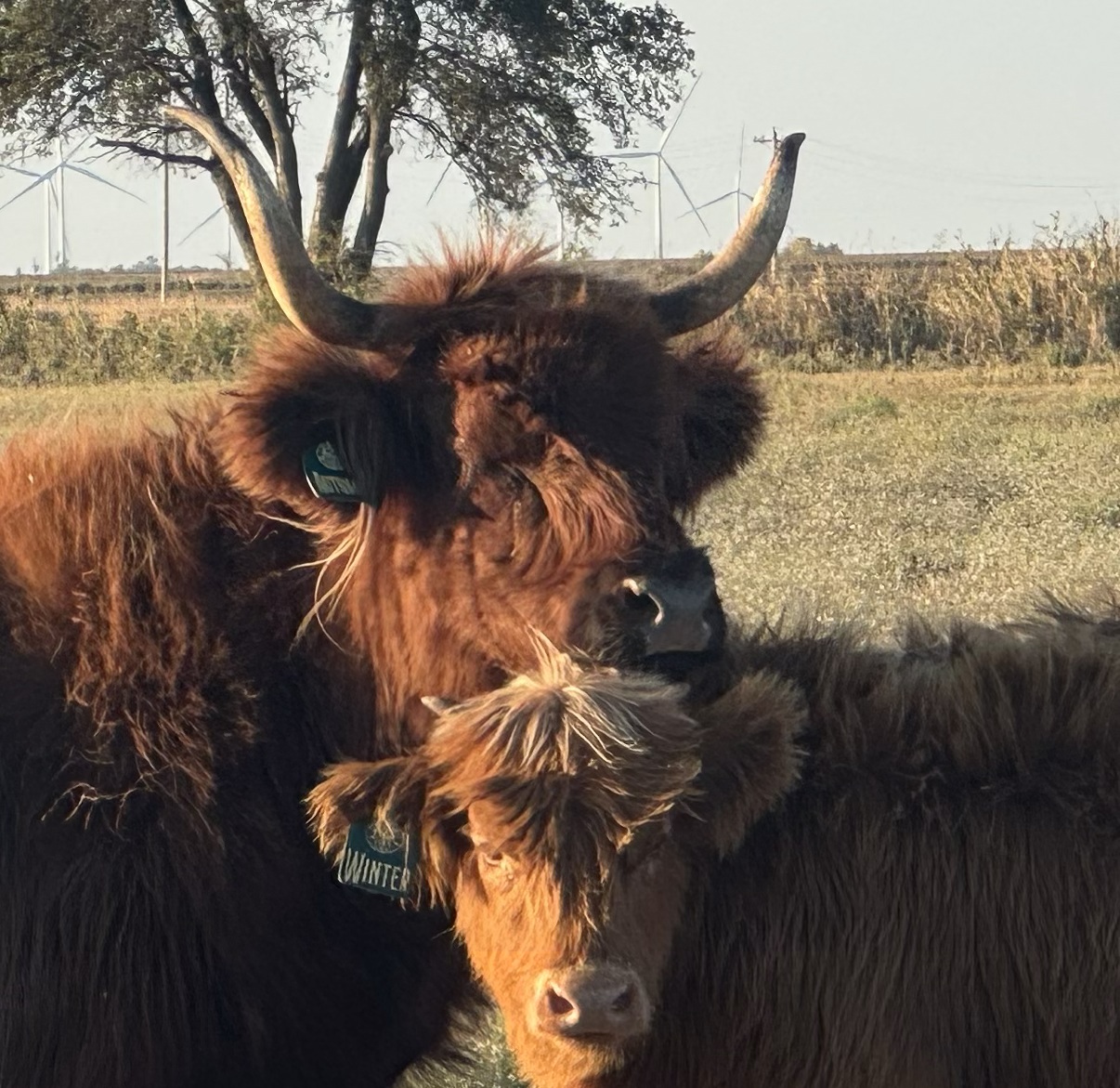 VFR Autumn x LSR Orion 