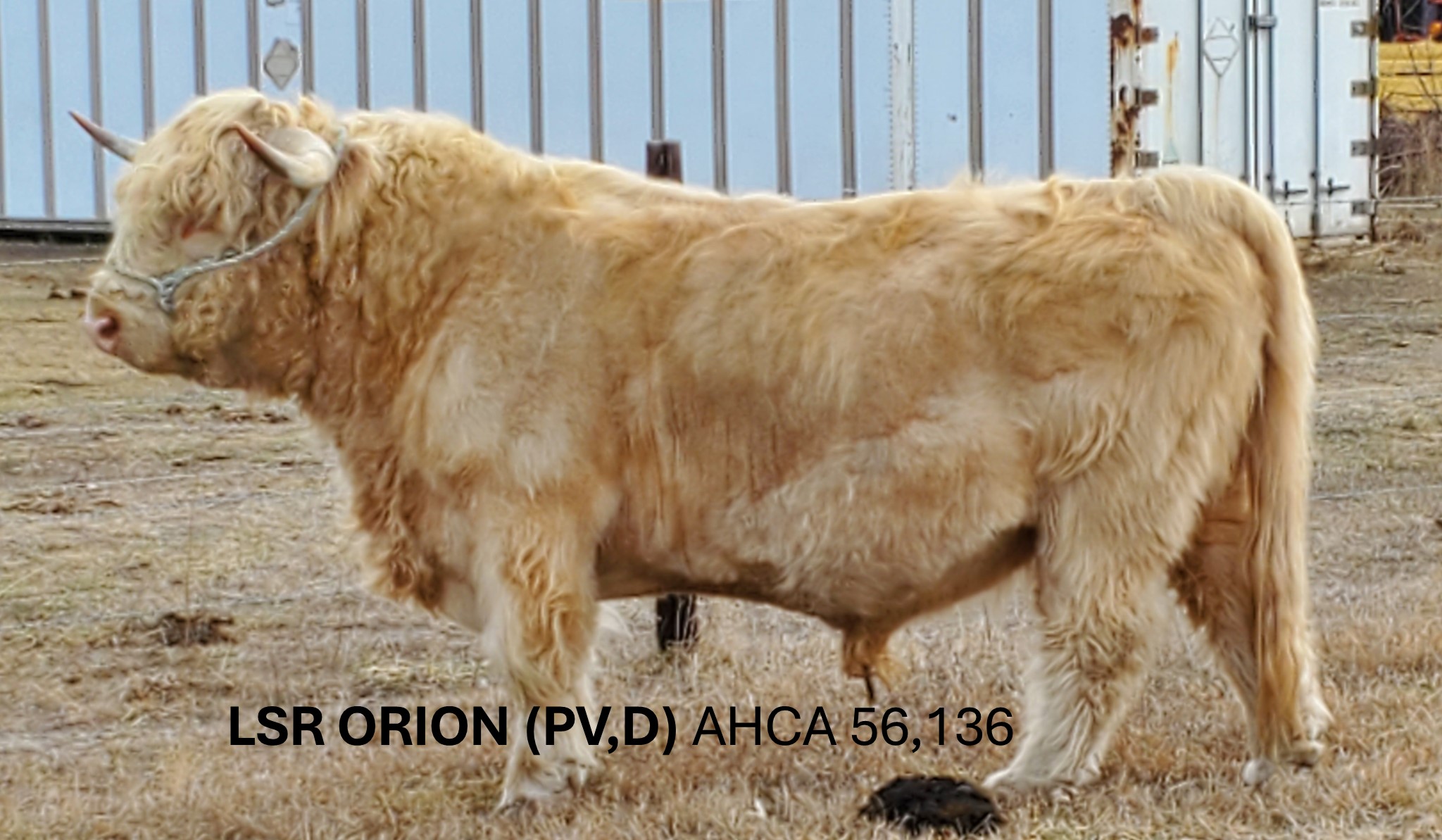 VFR Autumn x LSR Orion 