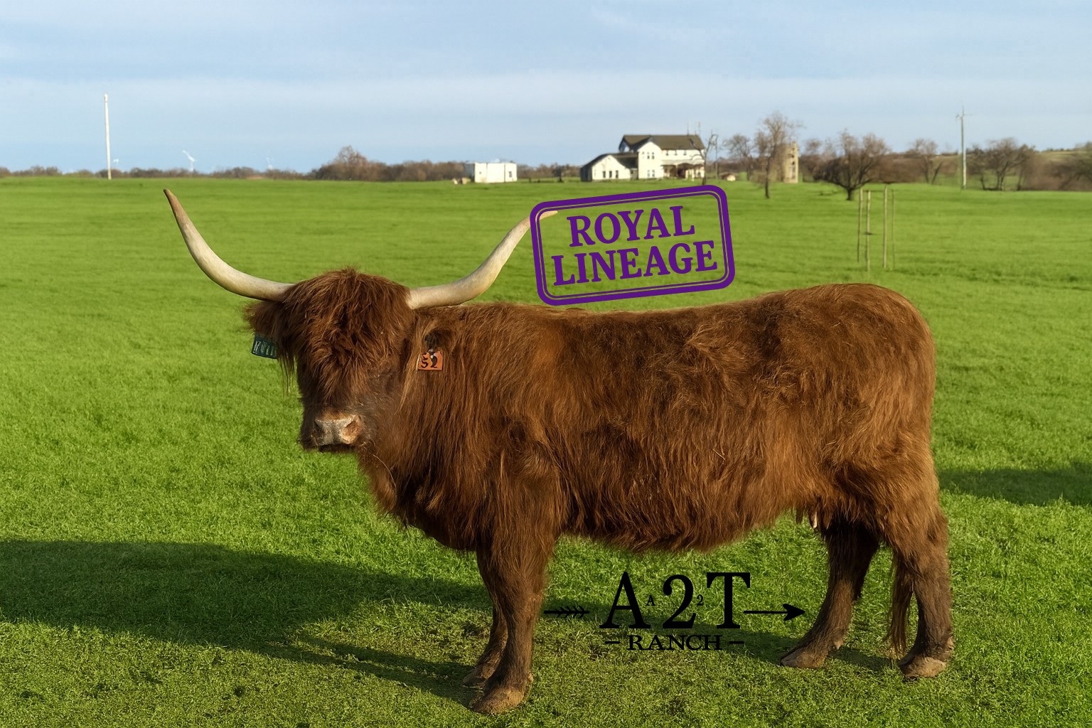 CSF Kylie x STR Armageddon