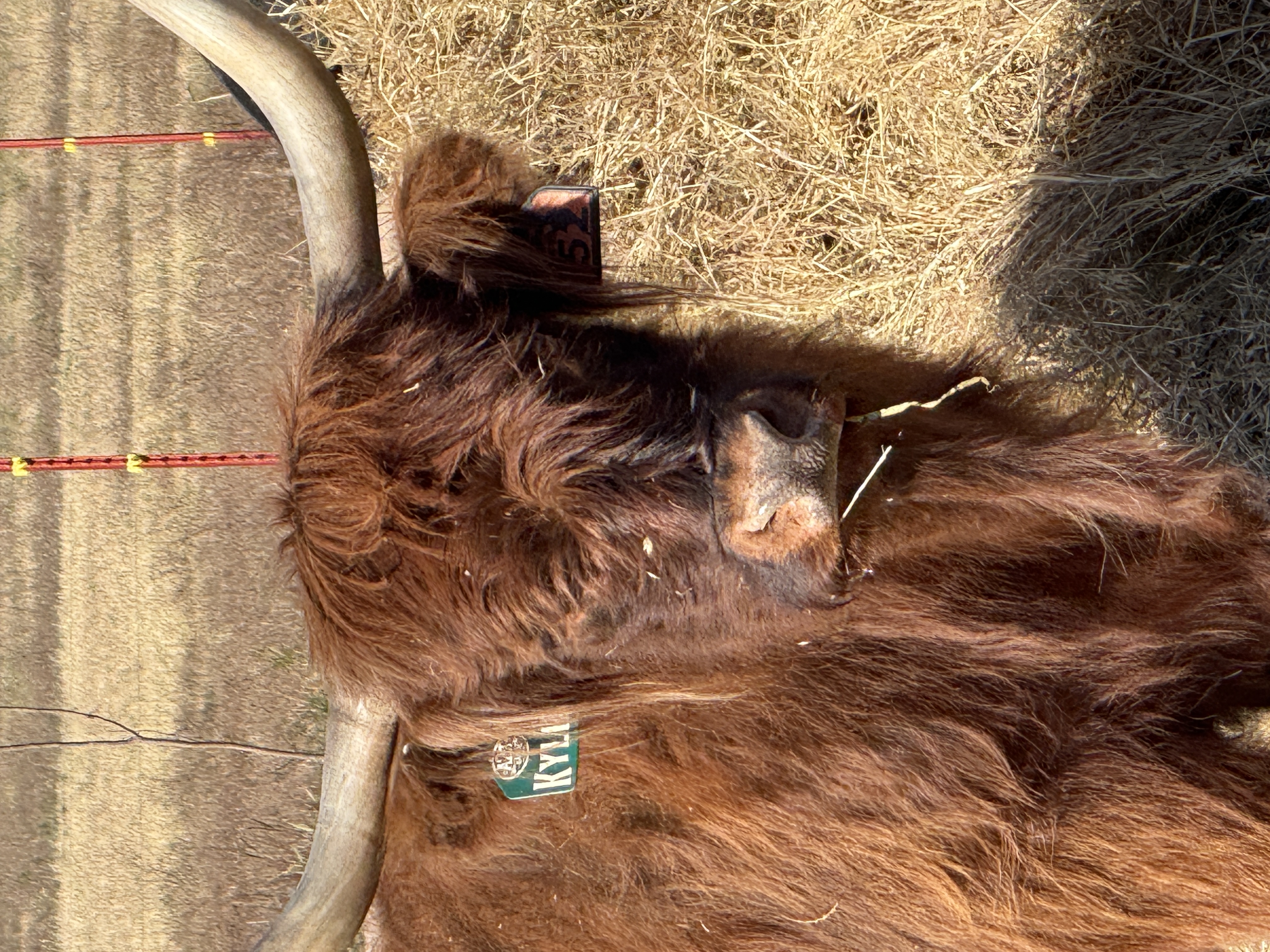 CSF Kylie x STR Armageddon