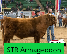 VFR Autumn x STR Armageddon