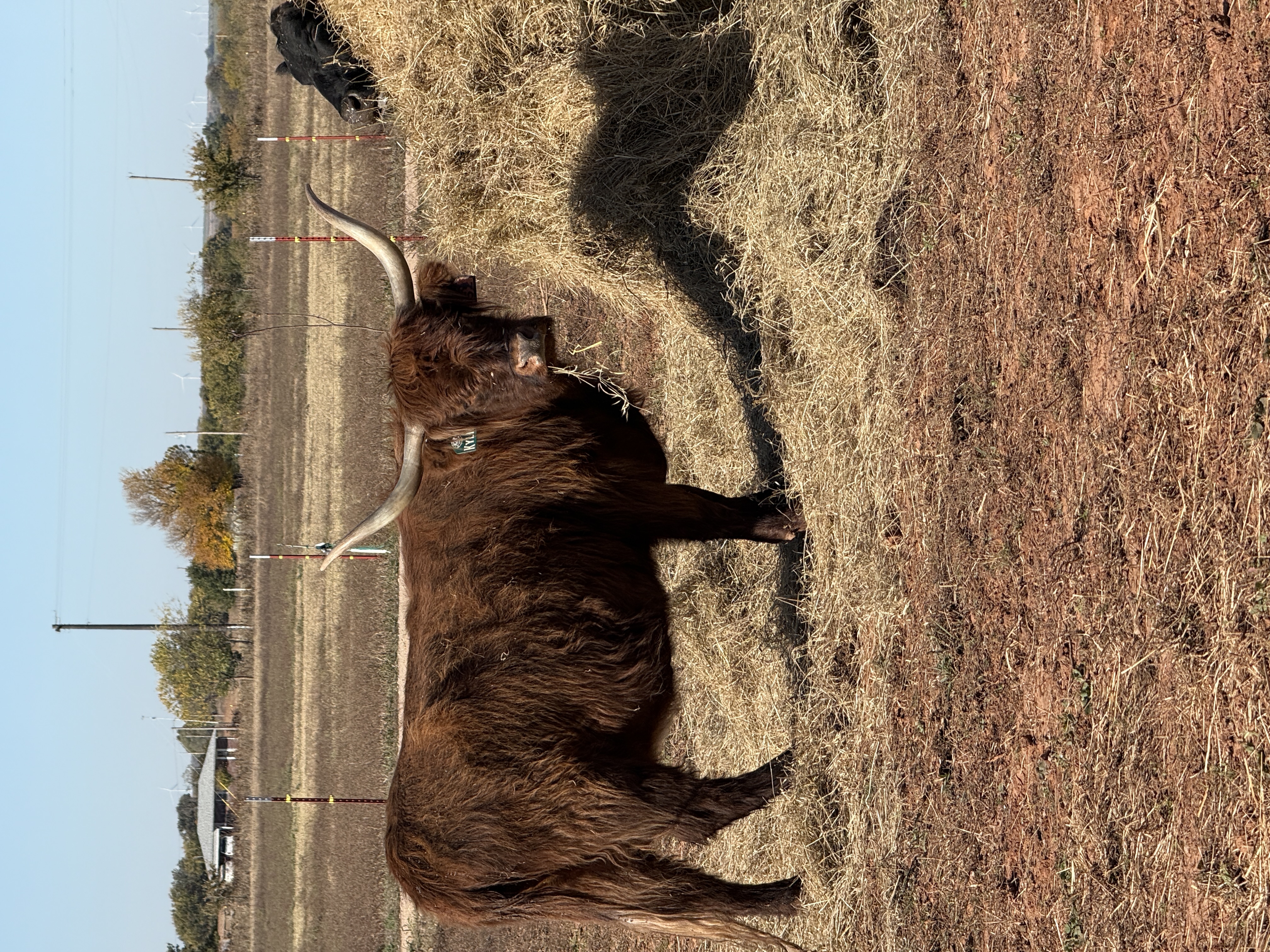 CSF Kylie x STR Armageddon