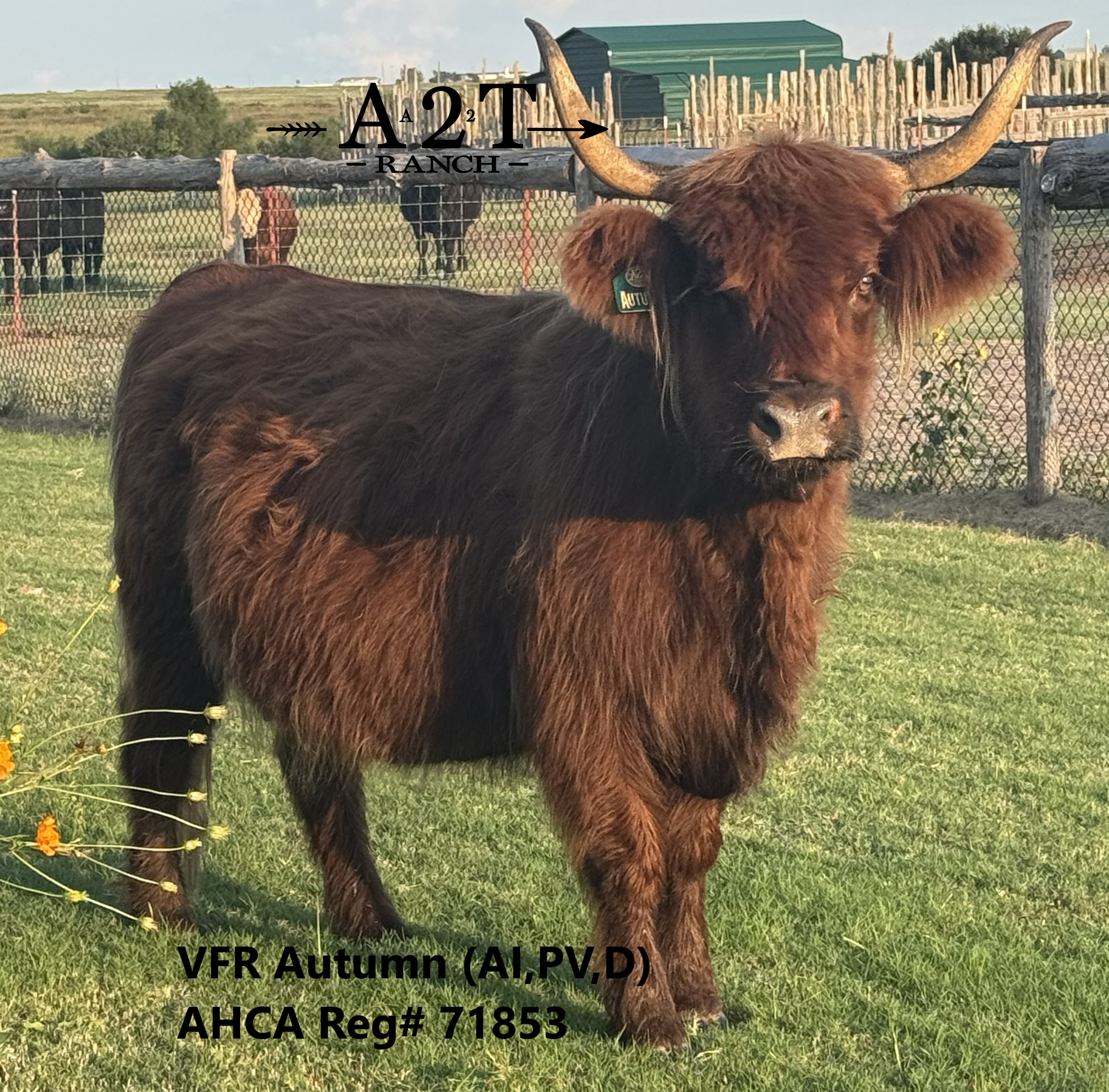 VFR Autumn x LSR Orion