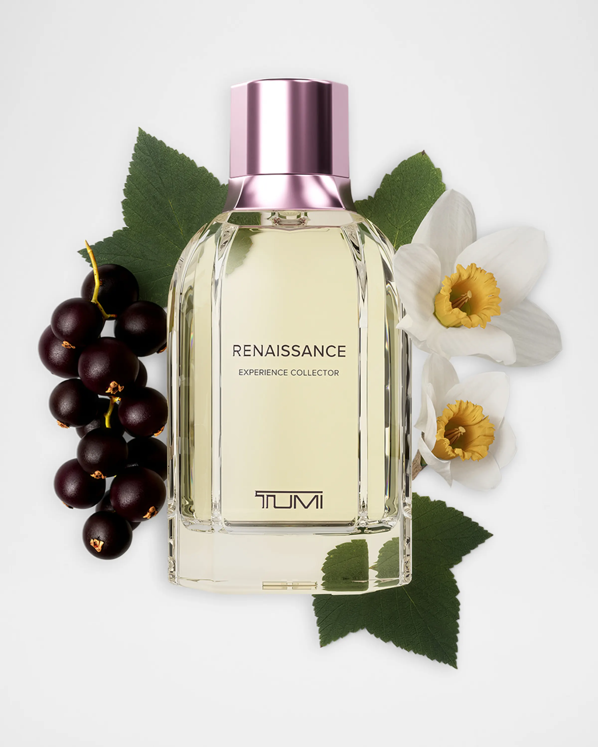 Renaissance Experience Collector Bundle