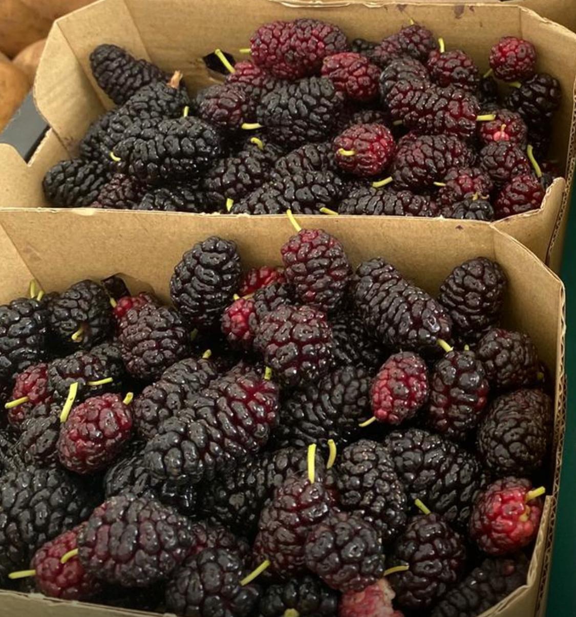 El CENTENO CON MORAS DE MORERA