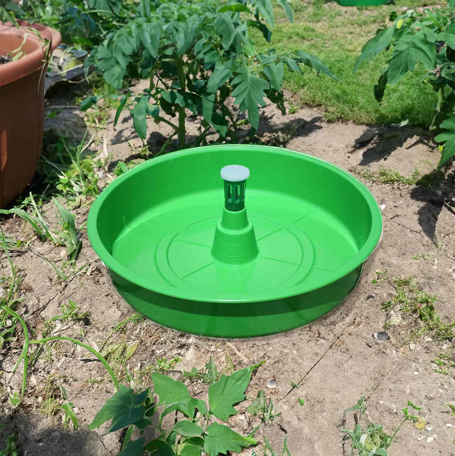 Piège contre la mineuse de la tomate (Tuta absoluta)