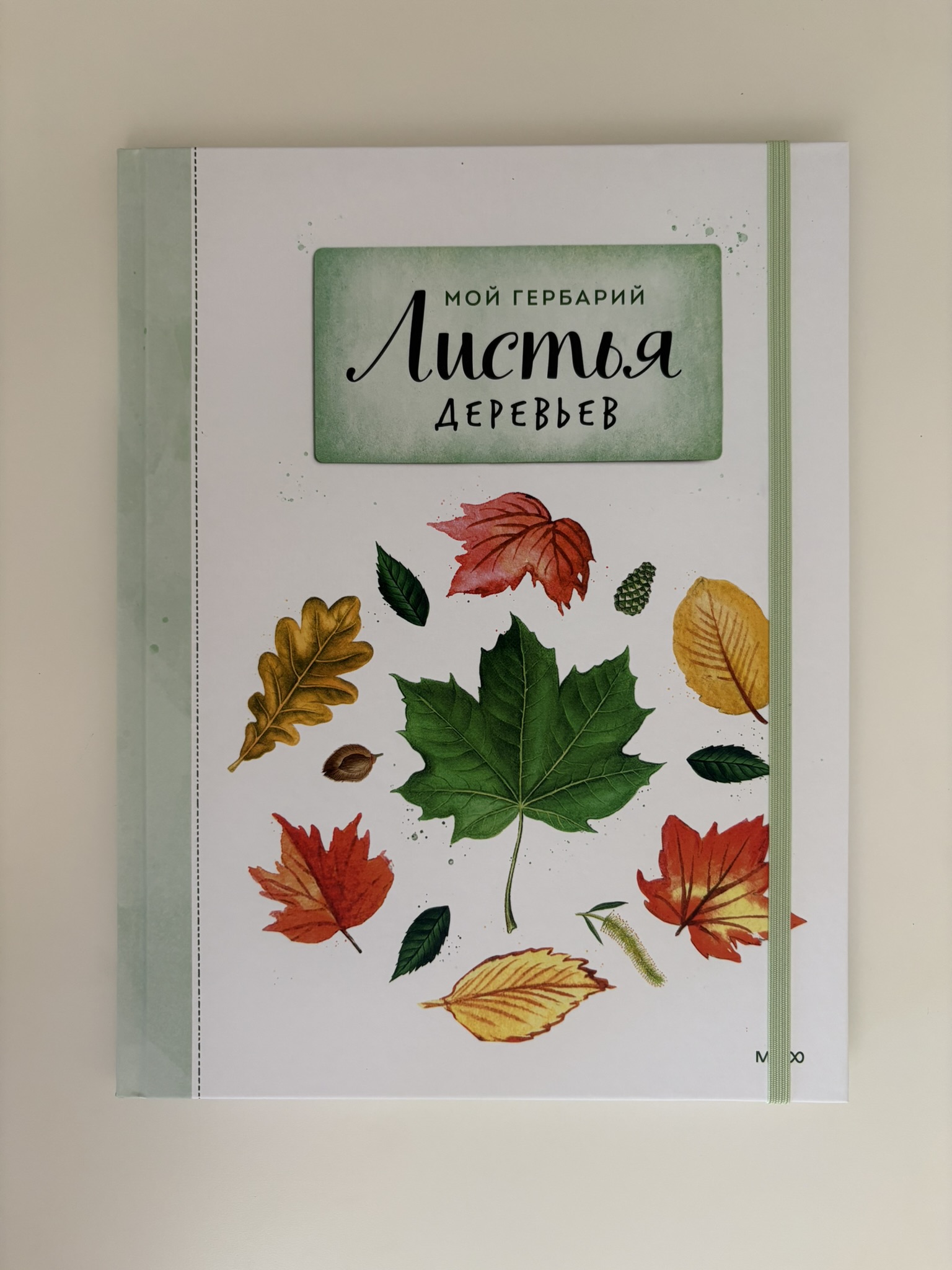 Мой гербарий. Листья деревьев