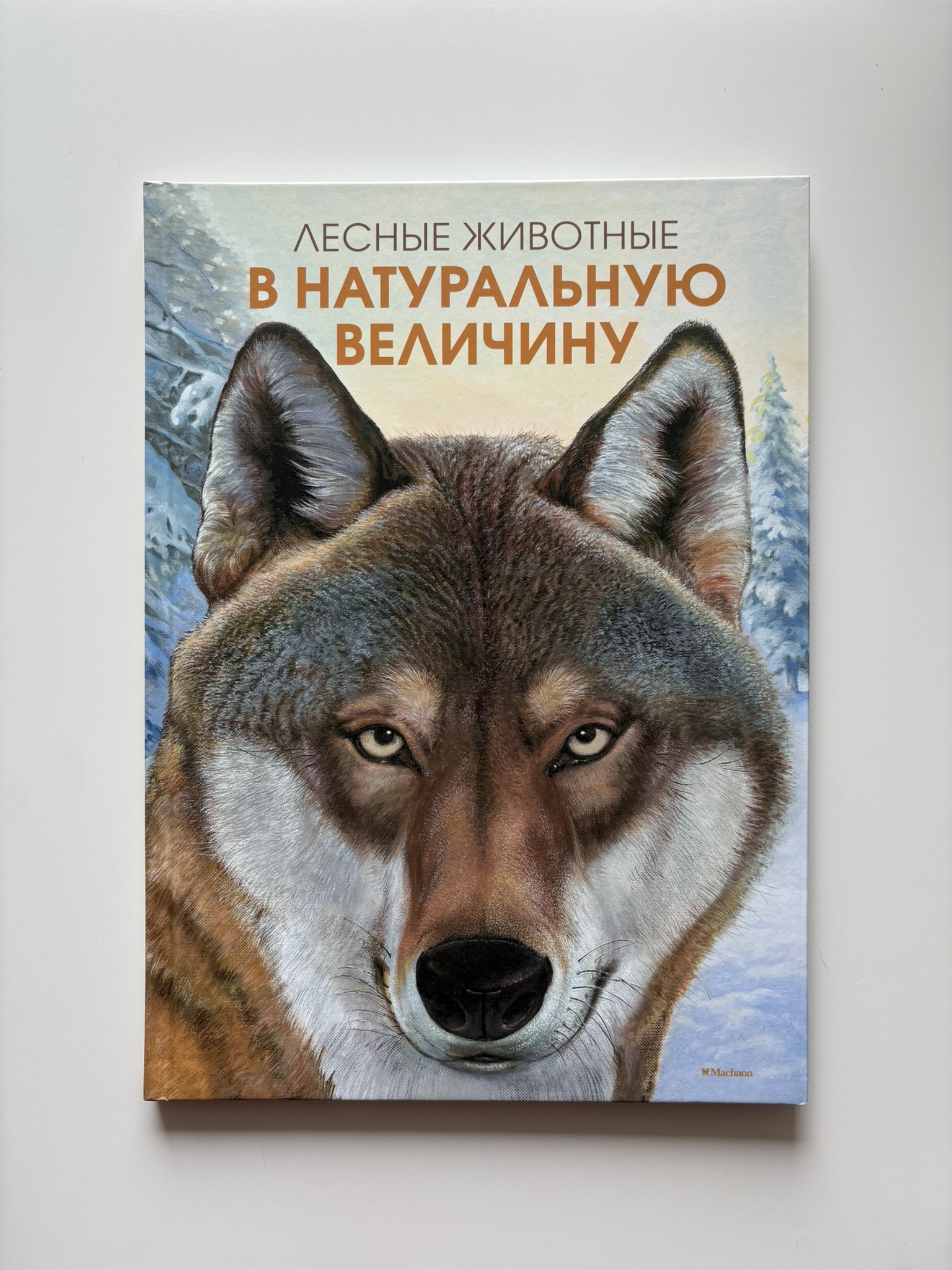 Лесные животные в натуральную величину