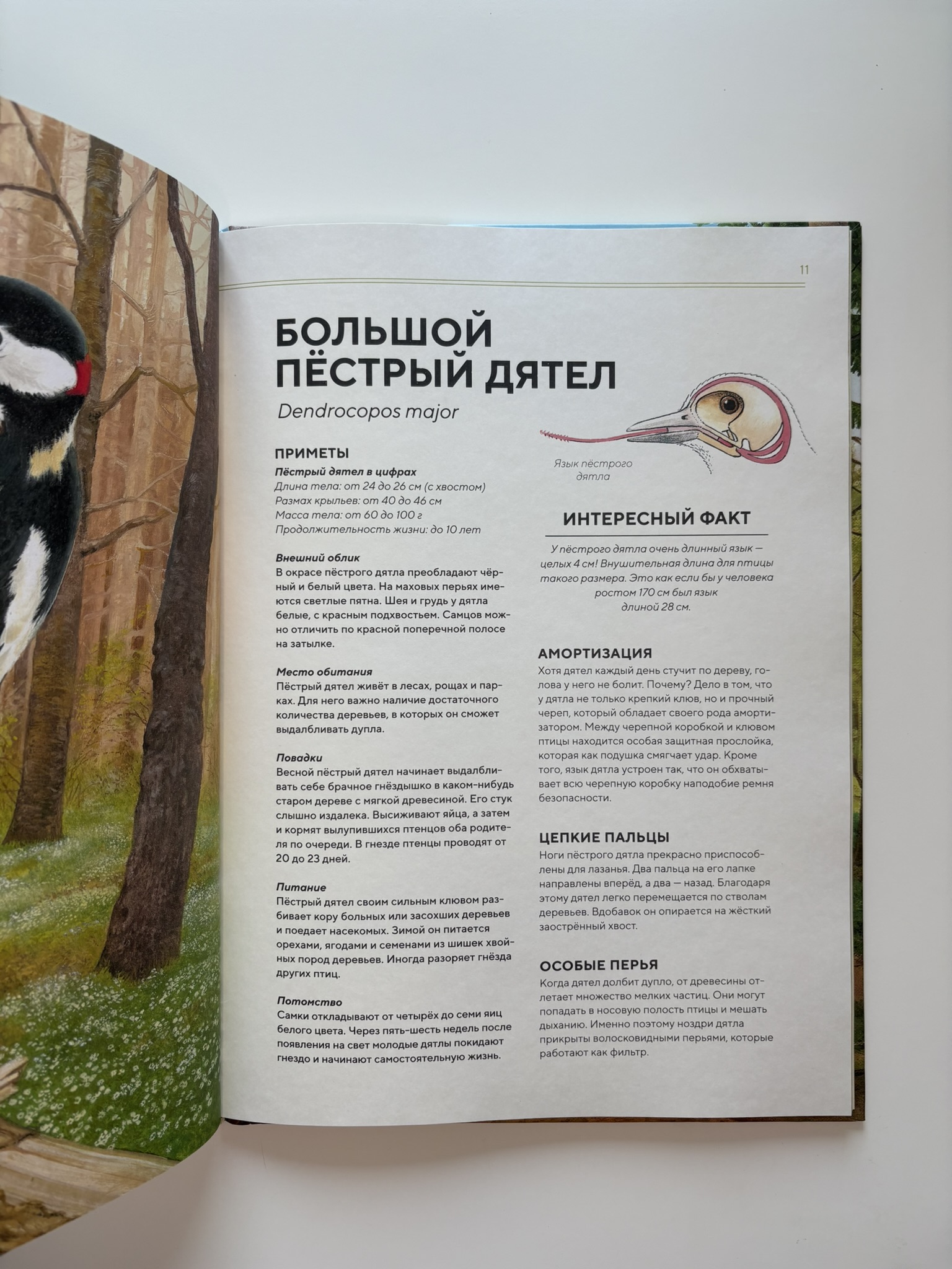 Лесные животные в натуральную величину