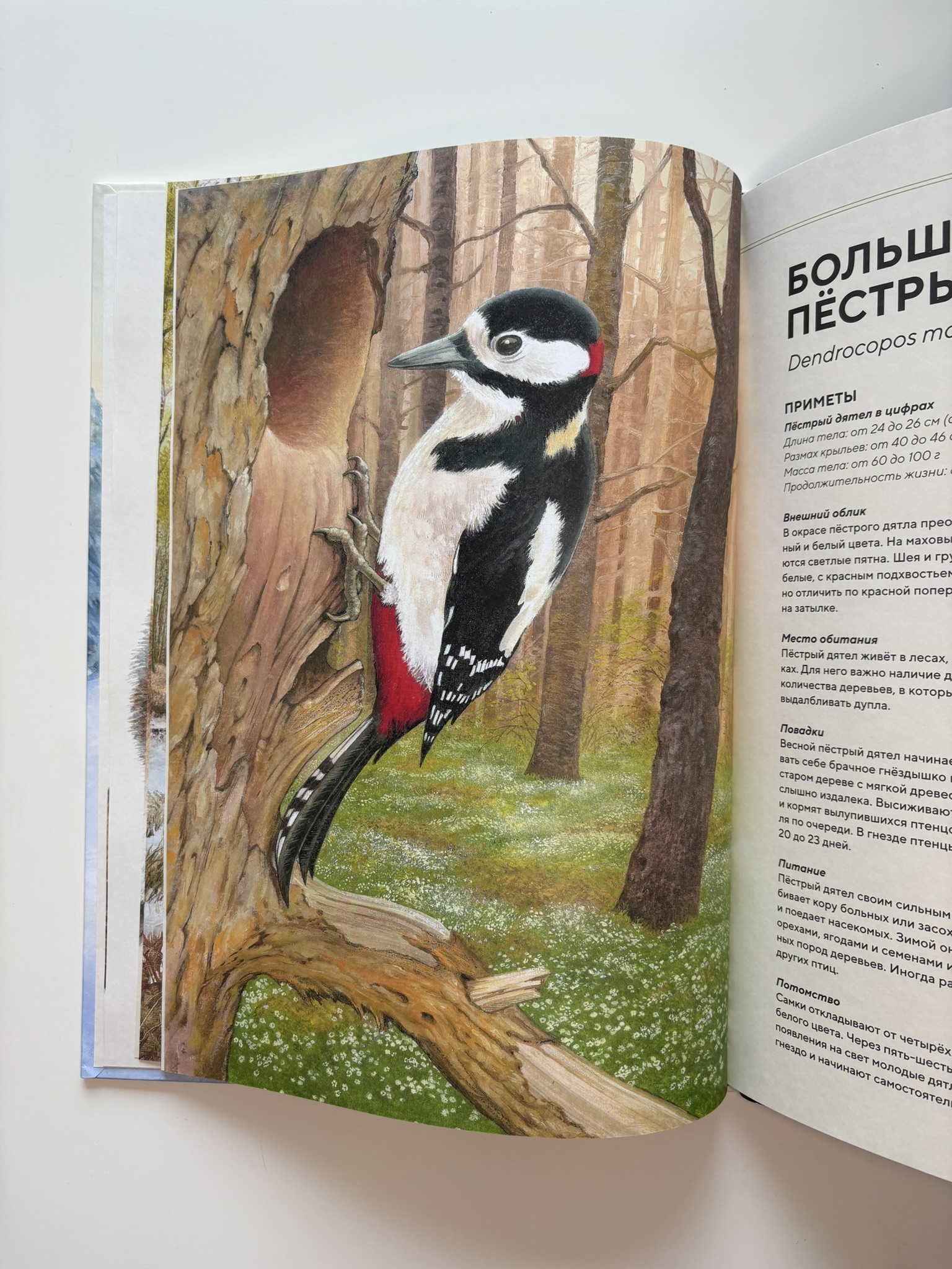 Лесные животные в натуральную величину