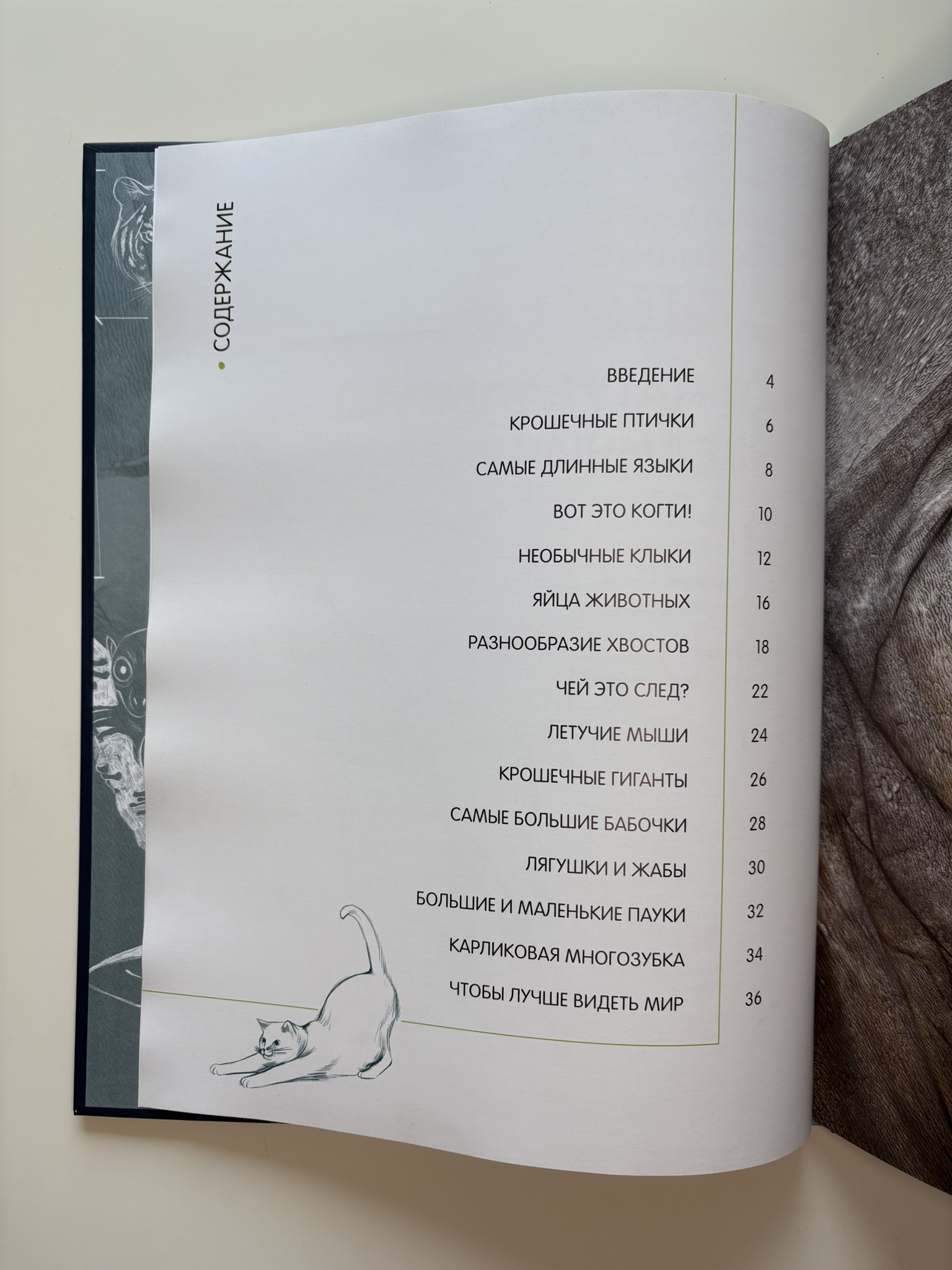 Самые удивительные животные в натуральную величину