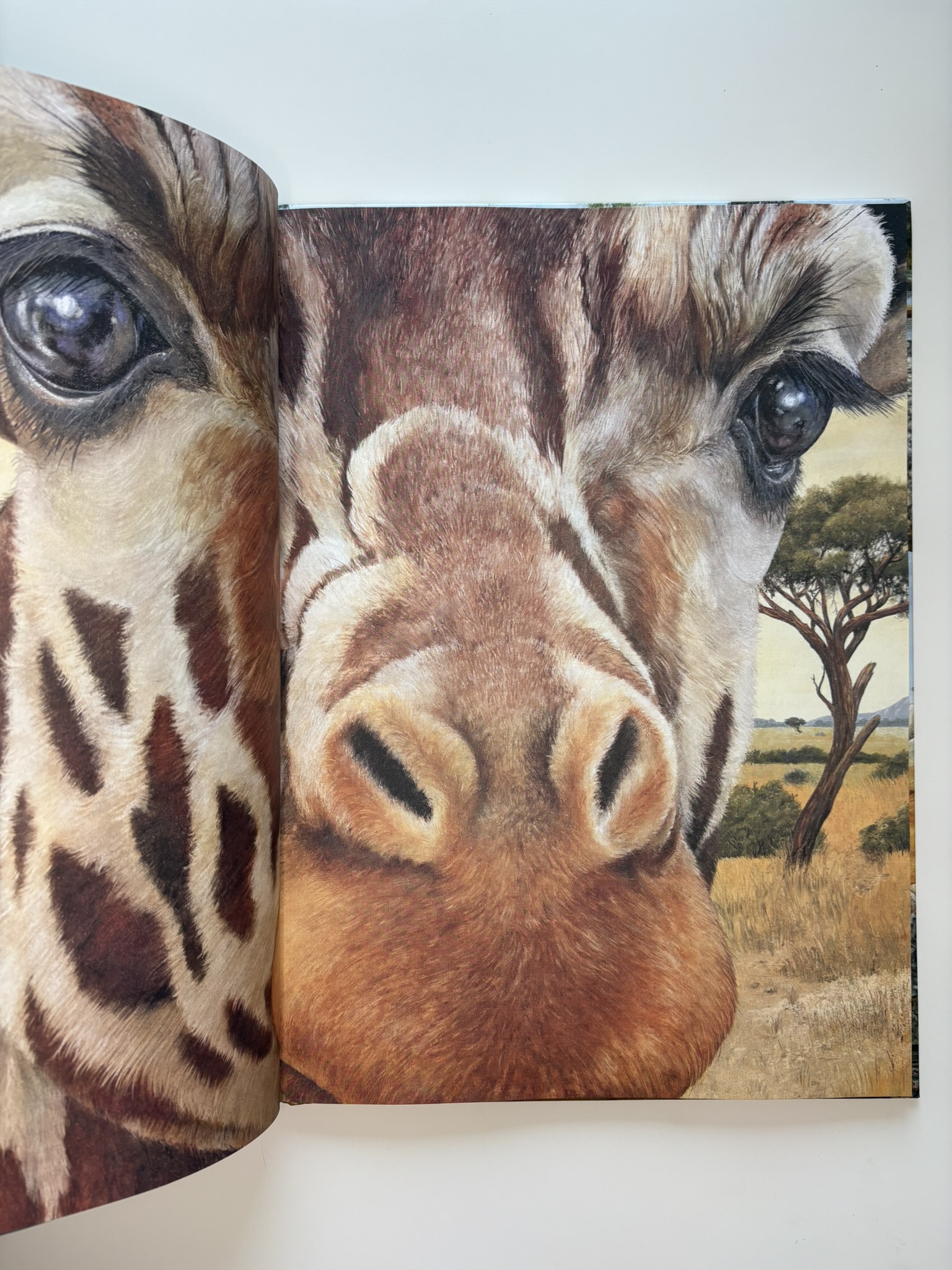 Животные Африки в натуральную величину