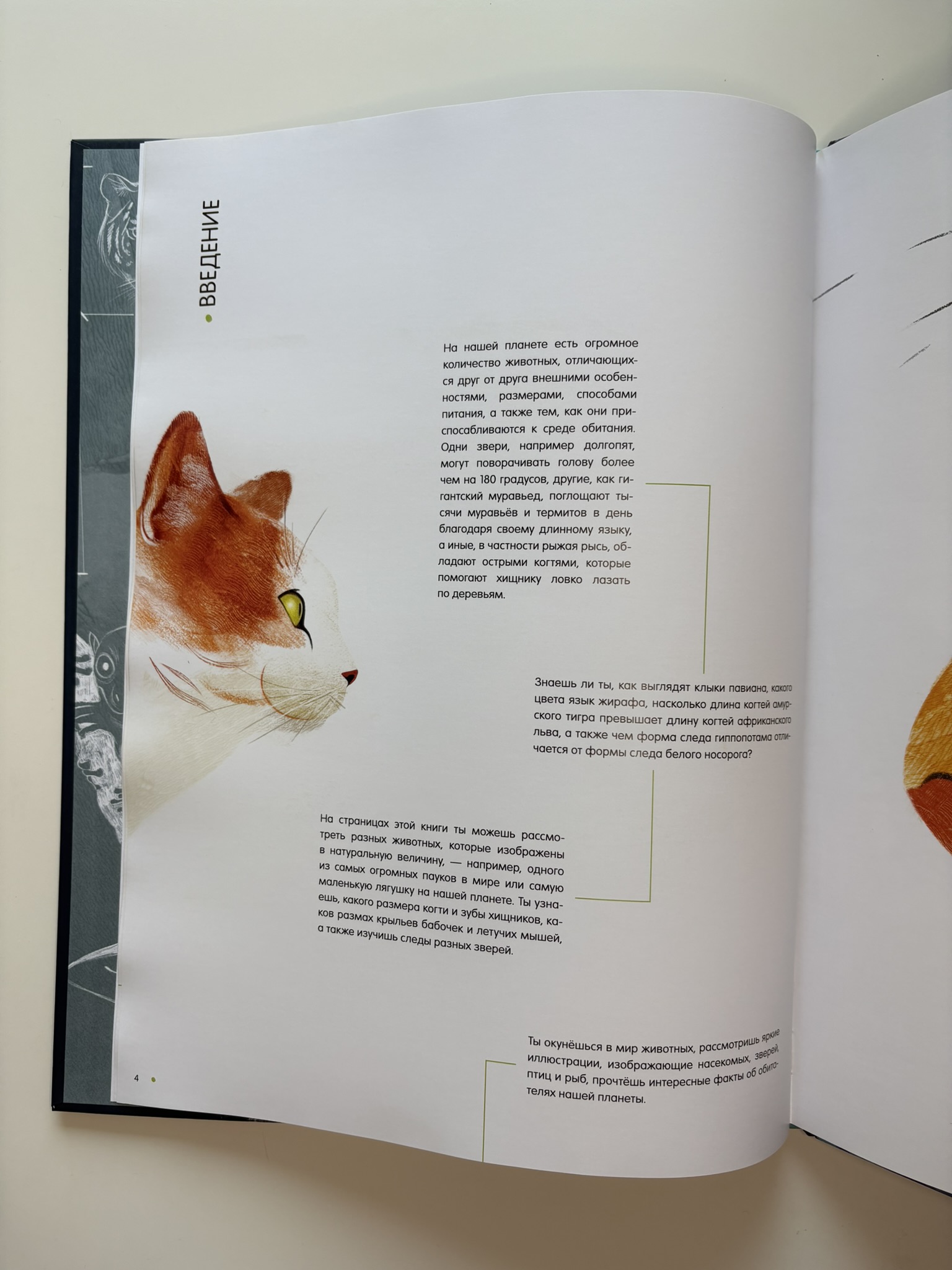 Самые удивительные животные в натуральную величину