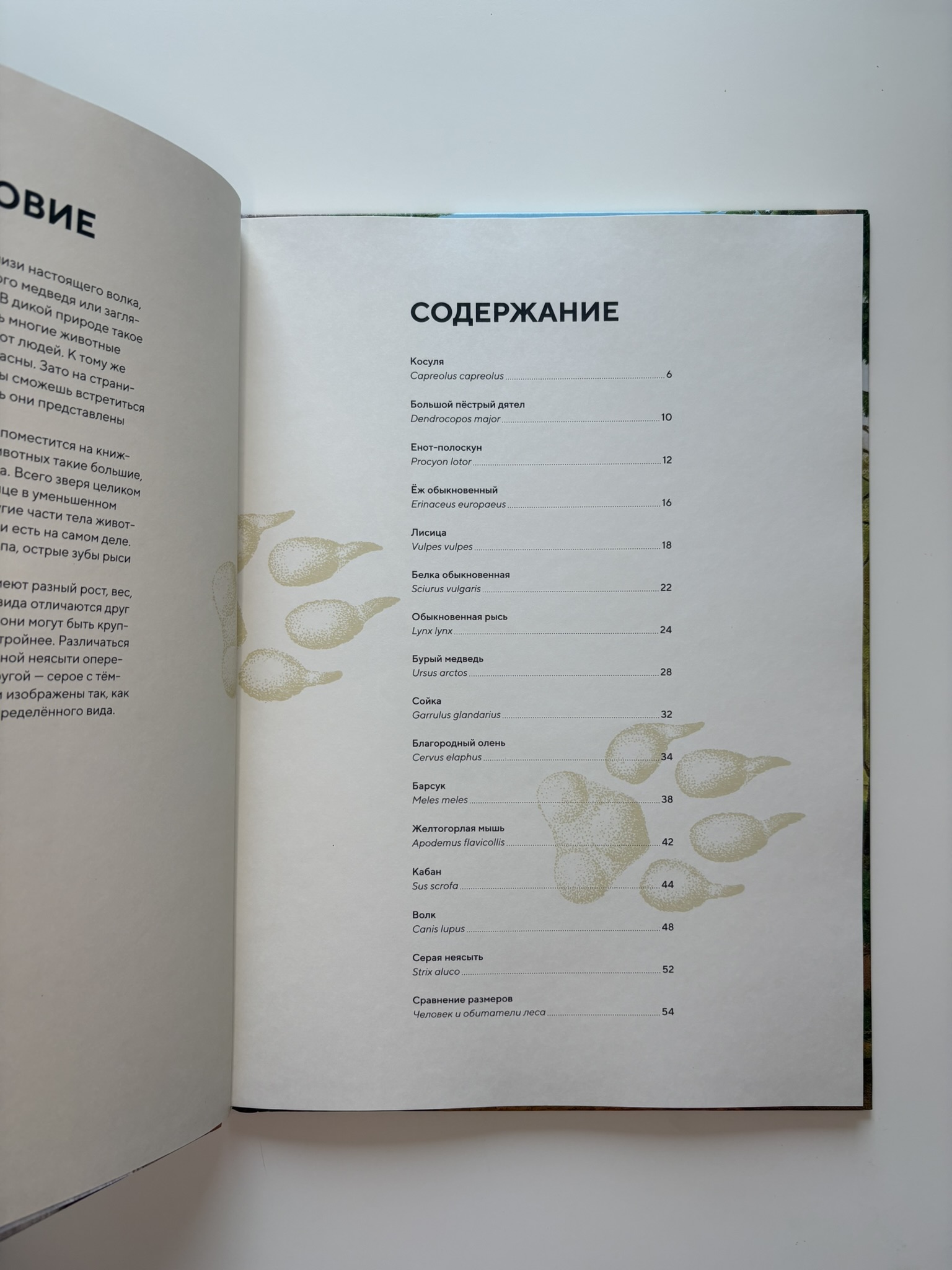 Лесные животные в натуральную величину