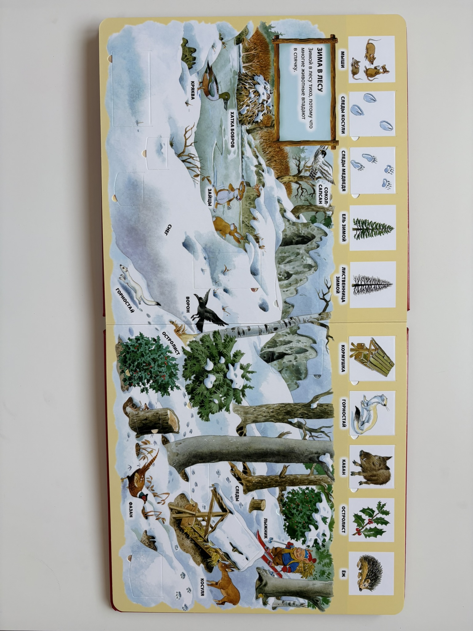 В лесу (книга с окошками)