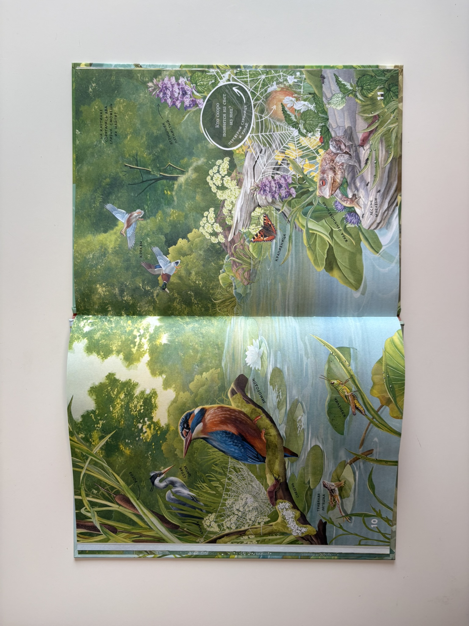 Секреты животных озера