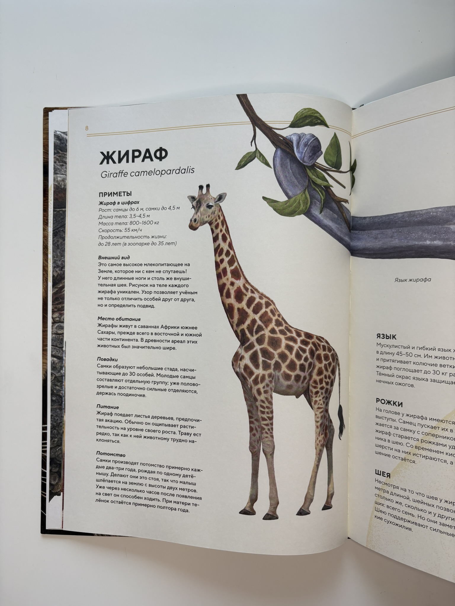 Животные Африки в натуральную величину